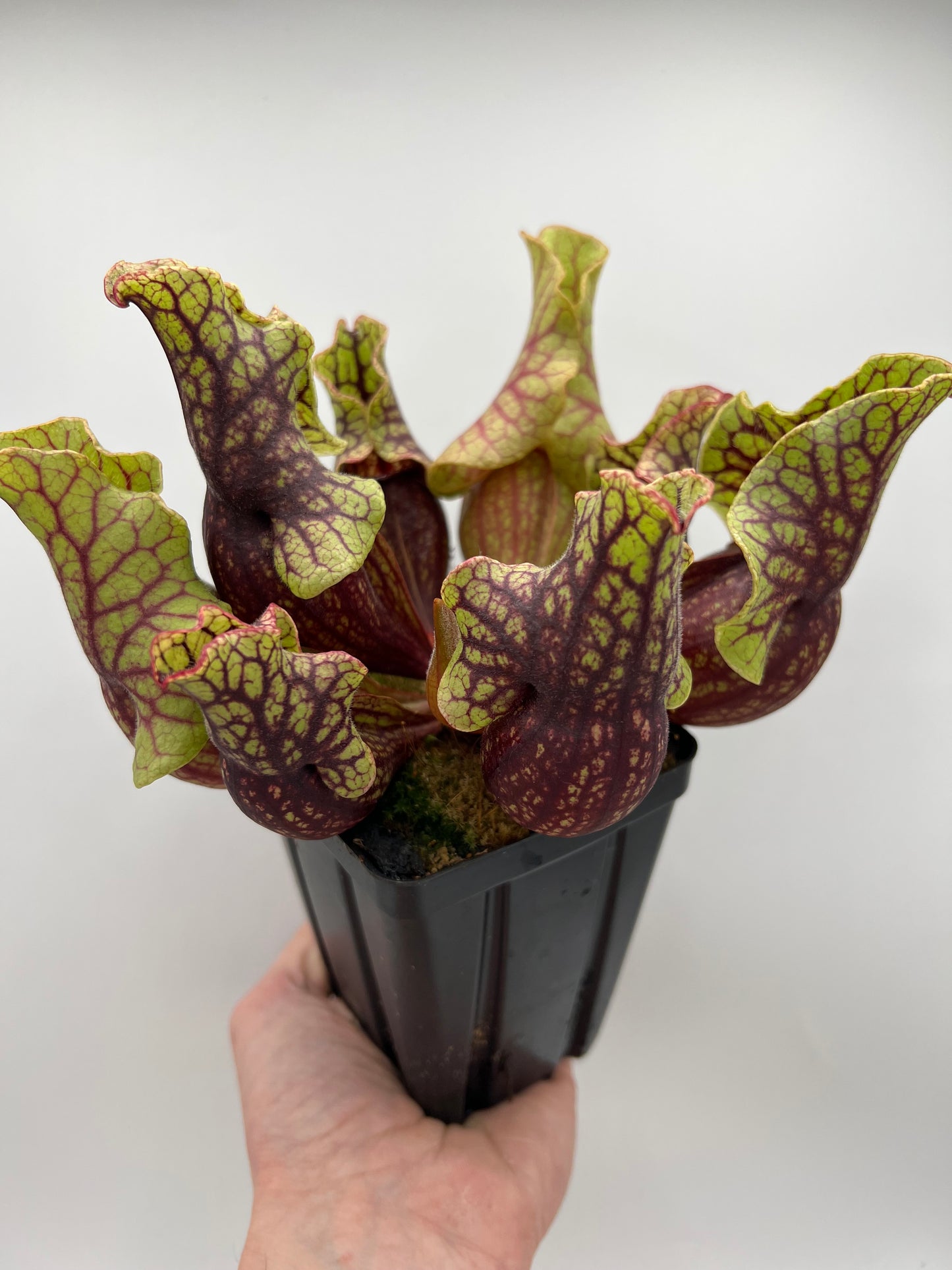 Sarracenia purpurea ssp. venosa “Little Carnivores” - Seed Grown #27