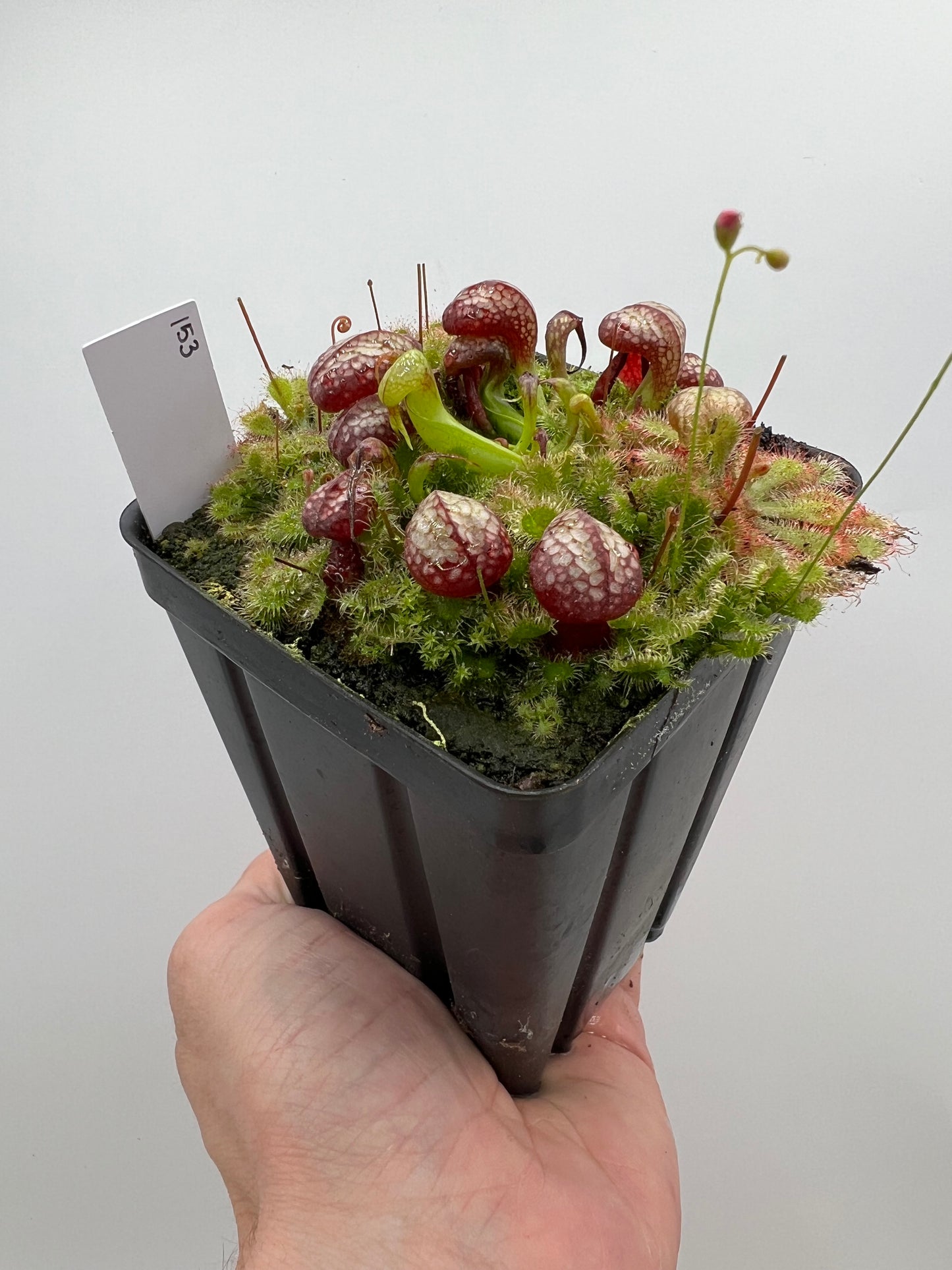 Darlingtonia californica (Cobra Pitcher Plant) - Seed Grown #153