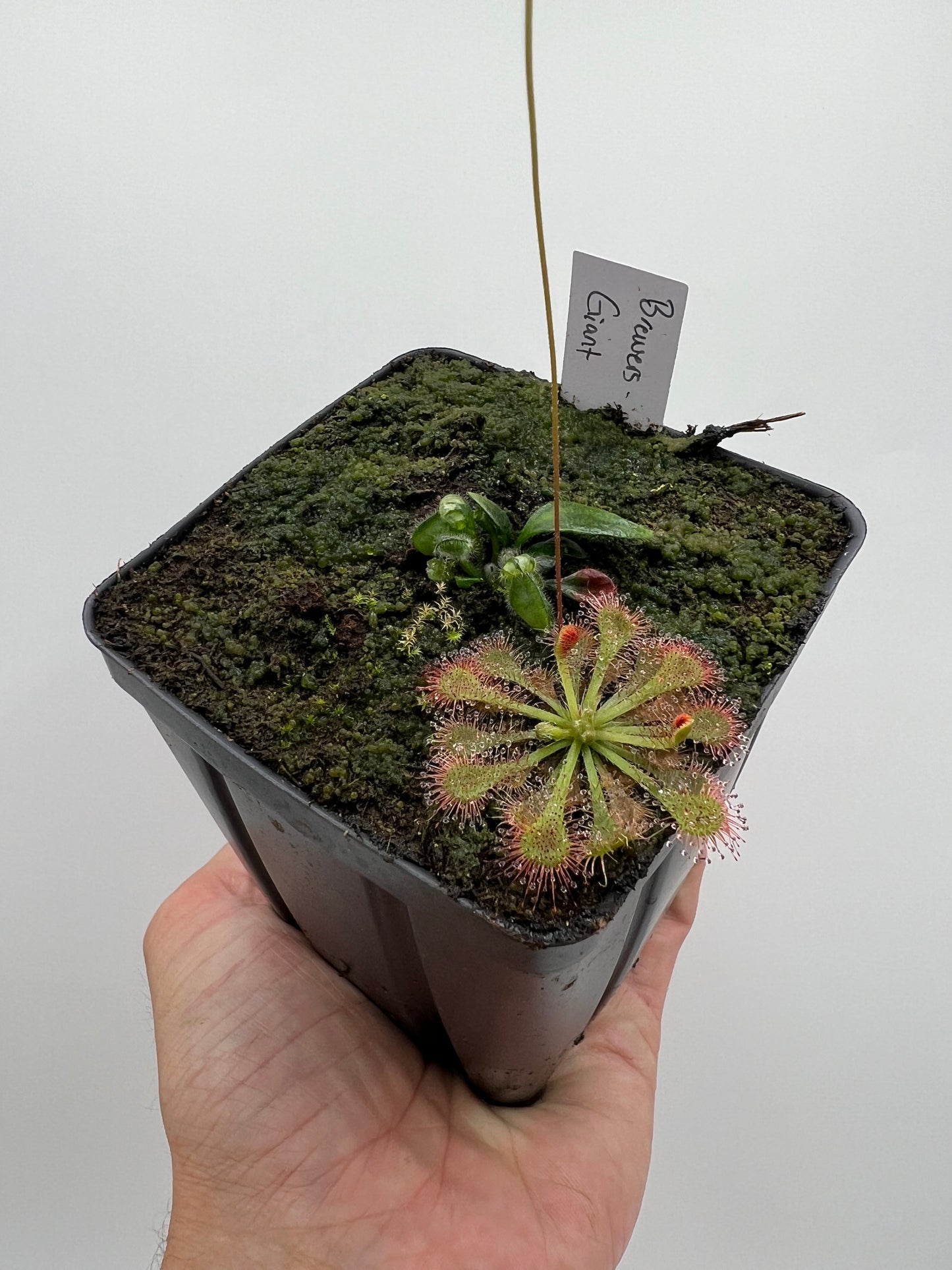 Cephalotus follicularis “Brewers Giant”