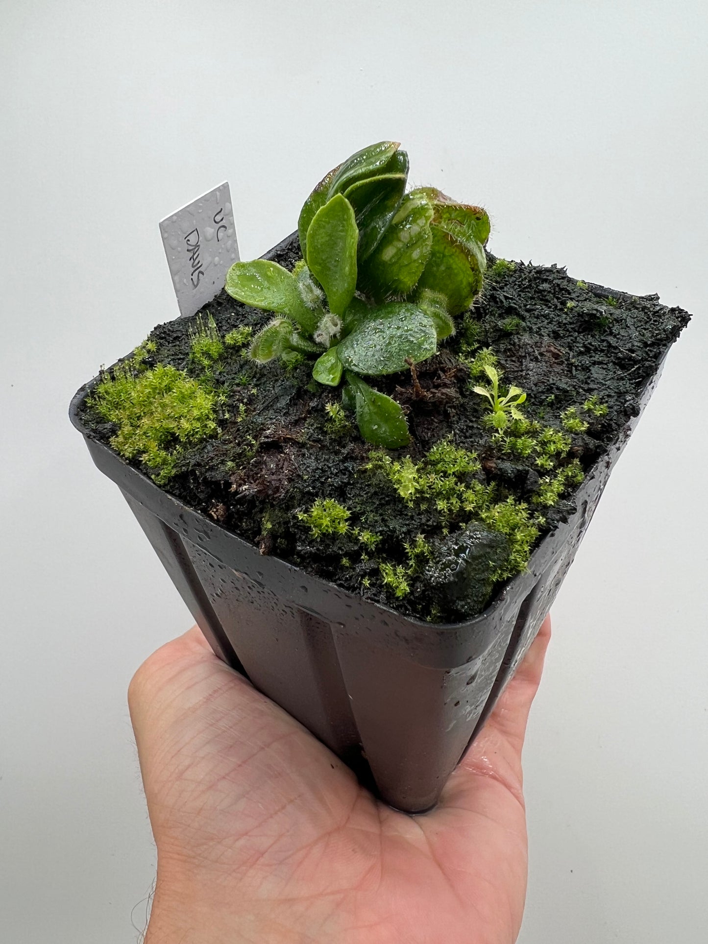 Cephalotus follicularis “UC Davis”