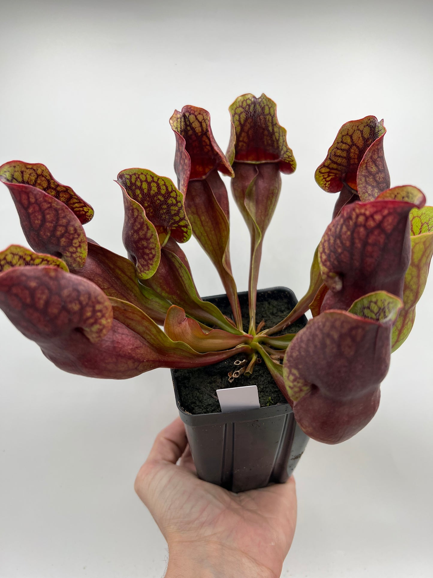 Sarracenia purpurea ssp. purpurea (Centre Co, PA) - Seed Grown #97