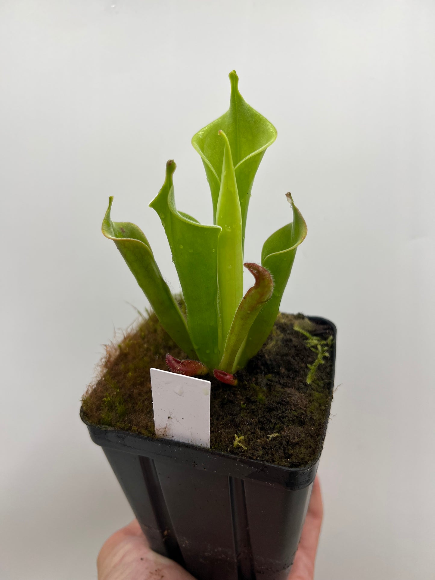 Heliamphora tatei (Cerro Duida)