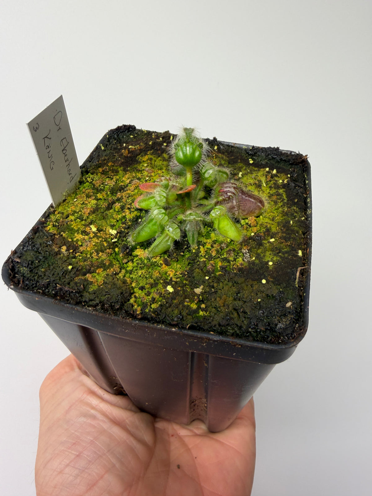 Cephalotus follicularis “Dr. Eberhard König” #3
