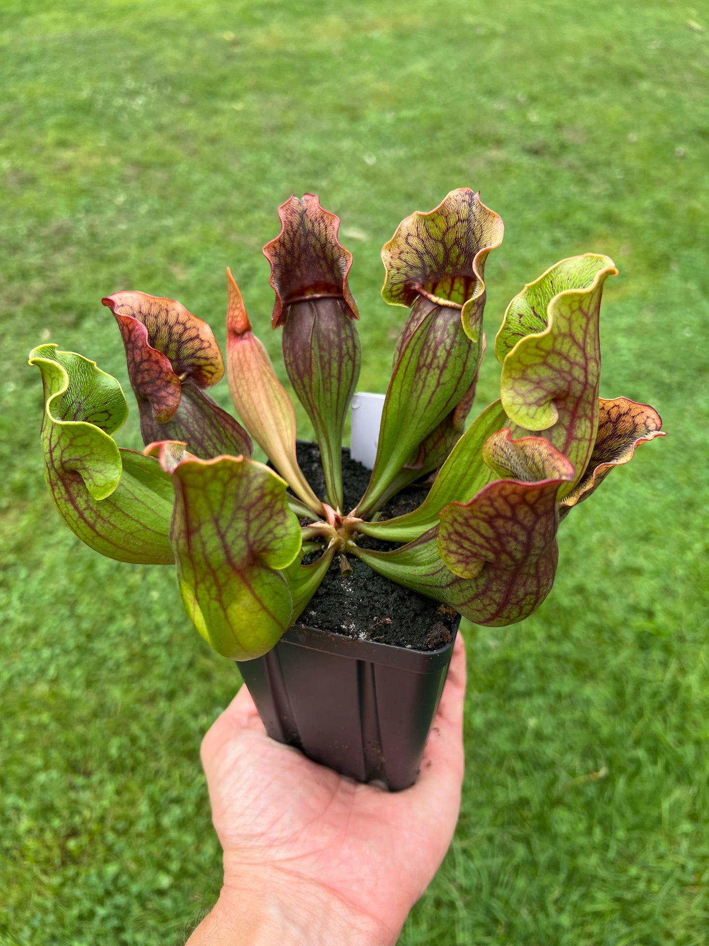 Sarracenia purpurea ssp. purpurea (Norfolk Co, MA) x (Bruce Co, Ontario Canada) - Seed Grown #23