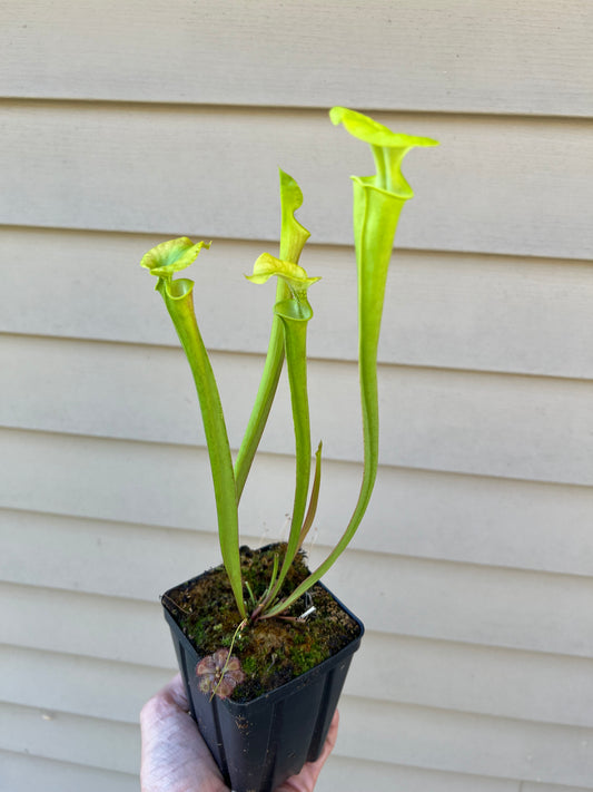 Sarracenia flava (Pender Co, NC) - Seed Grown #1