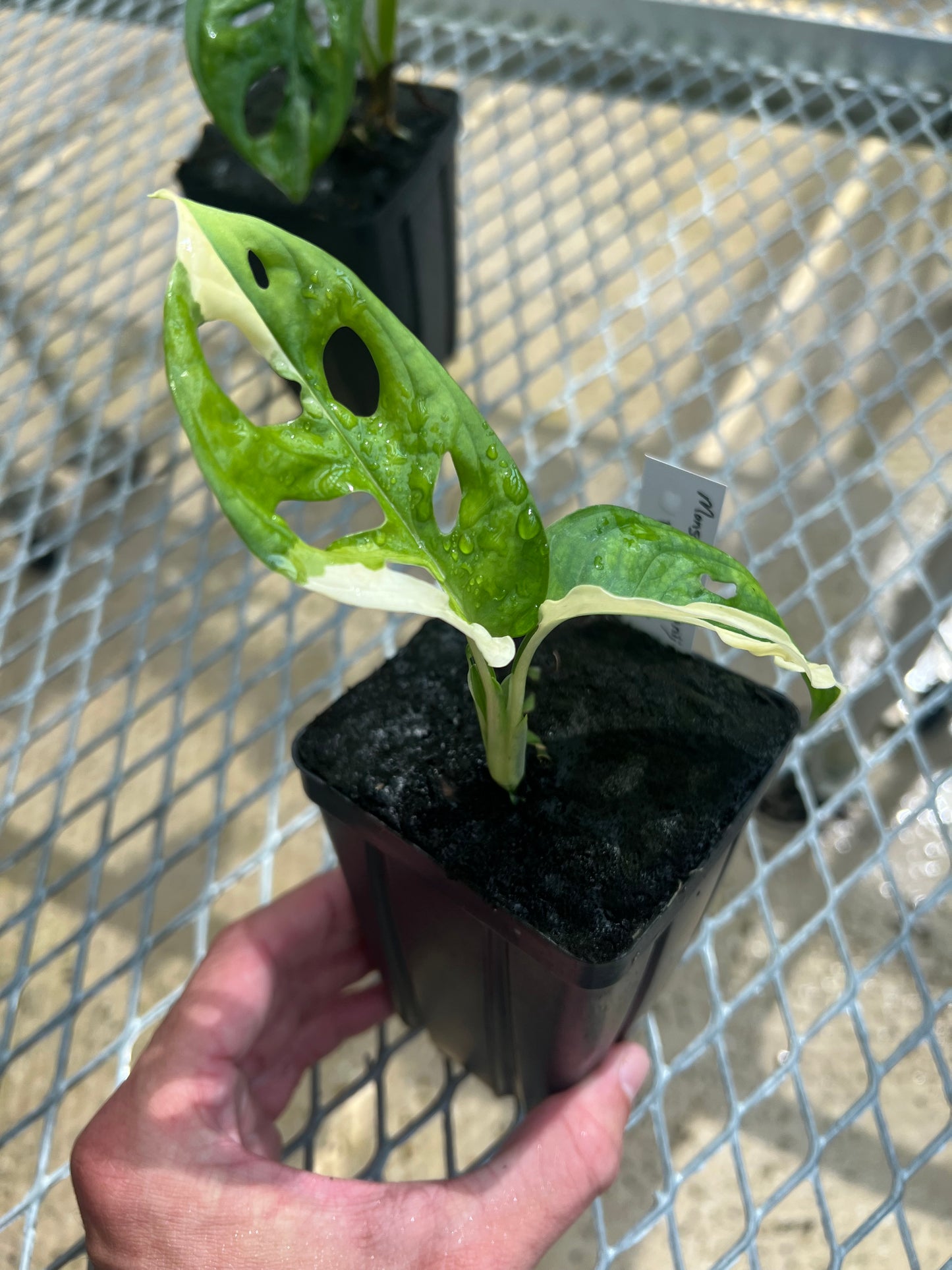 Monstera adansonii “Tricolor” LC