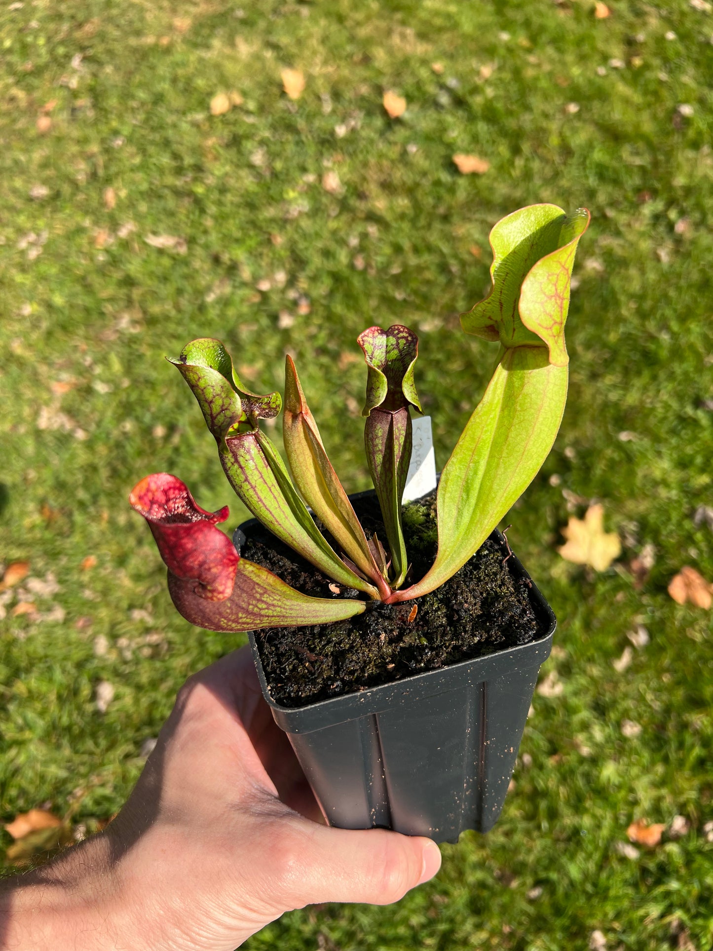 Sarracenia purpurea ssp. purpurea (Centre Co, PA) x (Bruce Co, ON CA) - Seed Grown (LC)