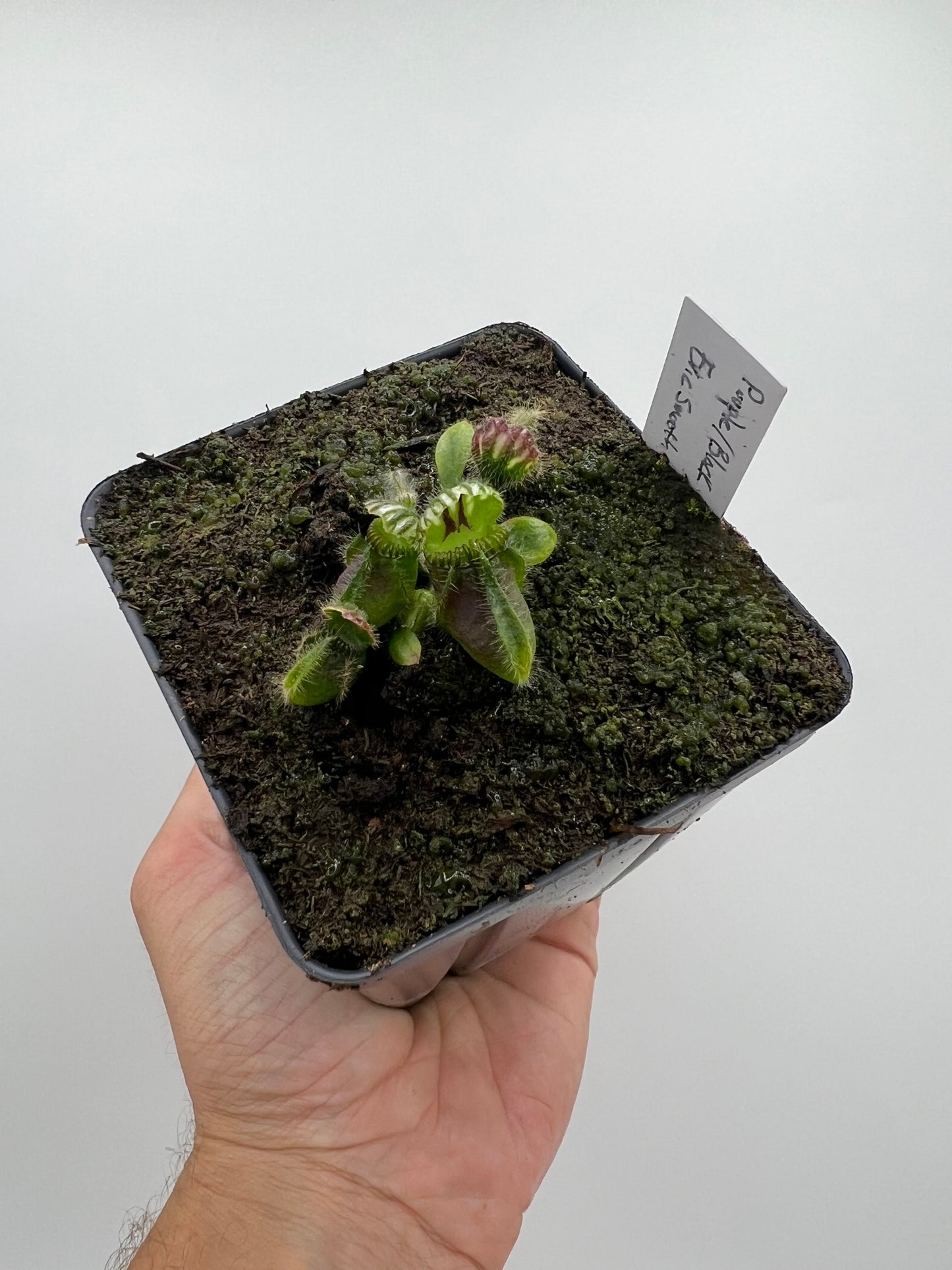 Cephalotus follicularis “Purple/Black” - Eric Smooth