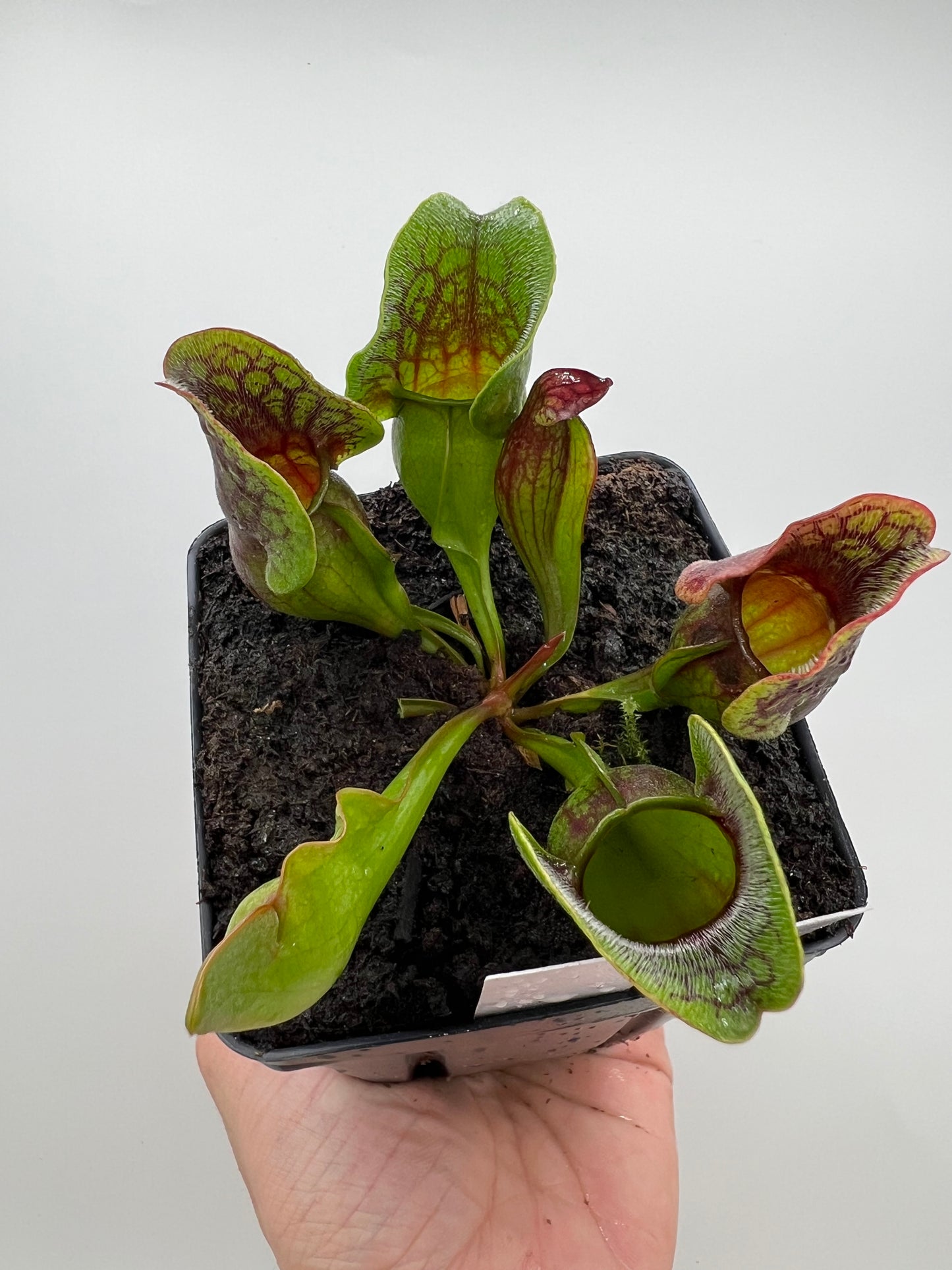 Sarracenia purpurea ssp. purpurea (Centre Co, PA) x (Ocean Co, NJ) - Seed Grown #18