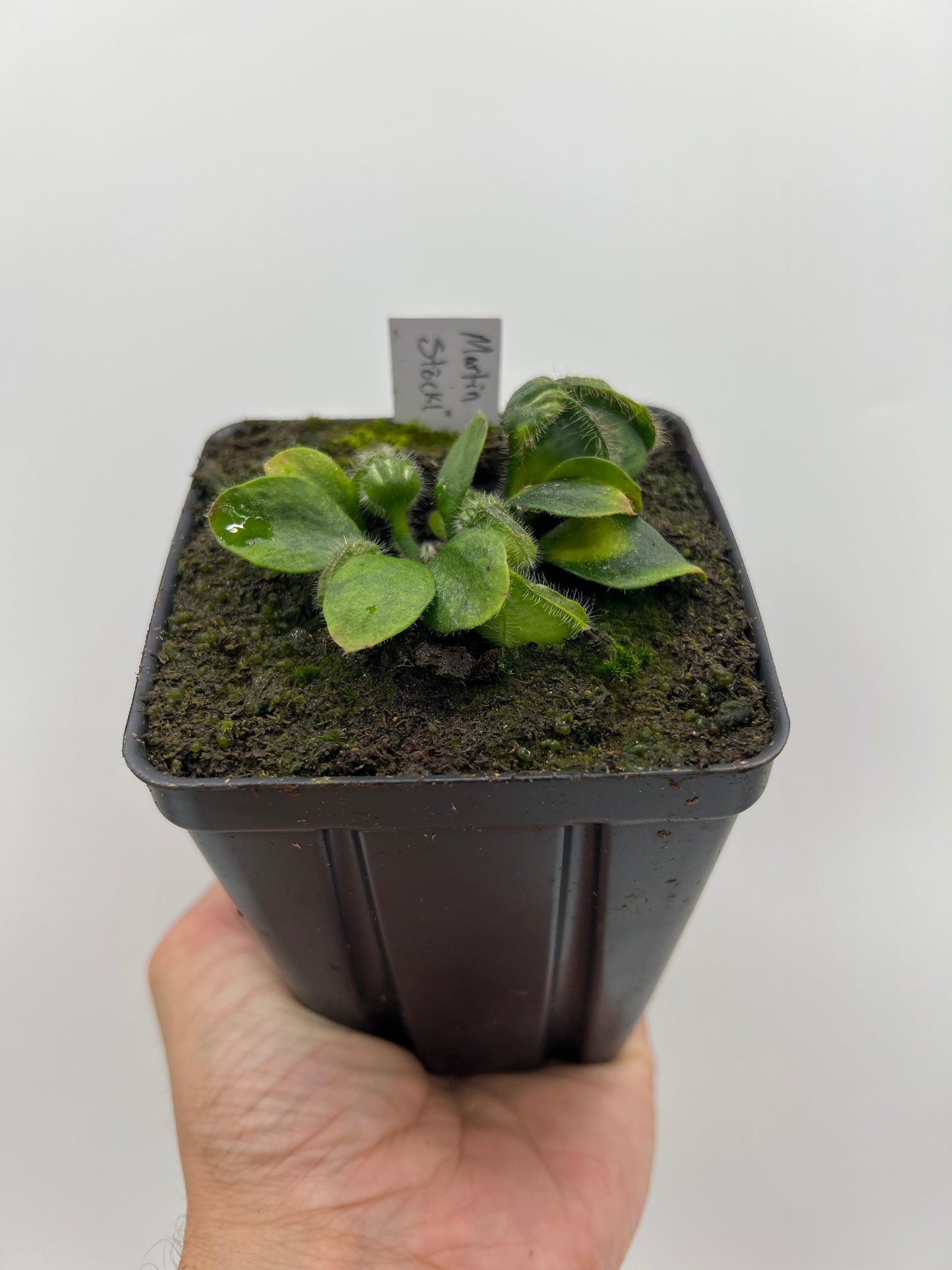 Cephalotus follicularis “Martin Stöckl”