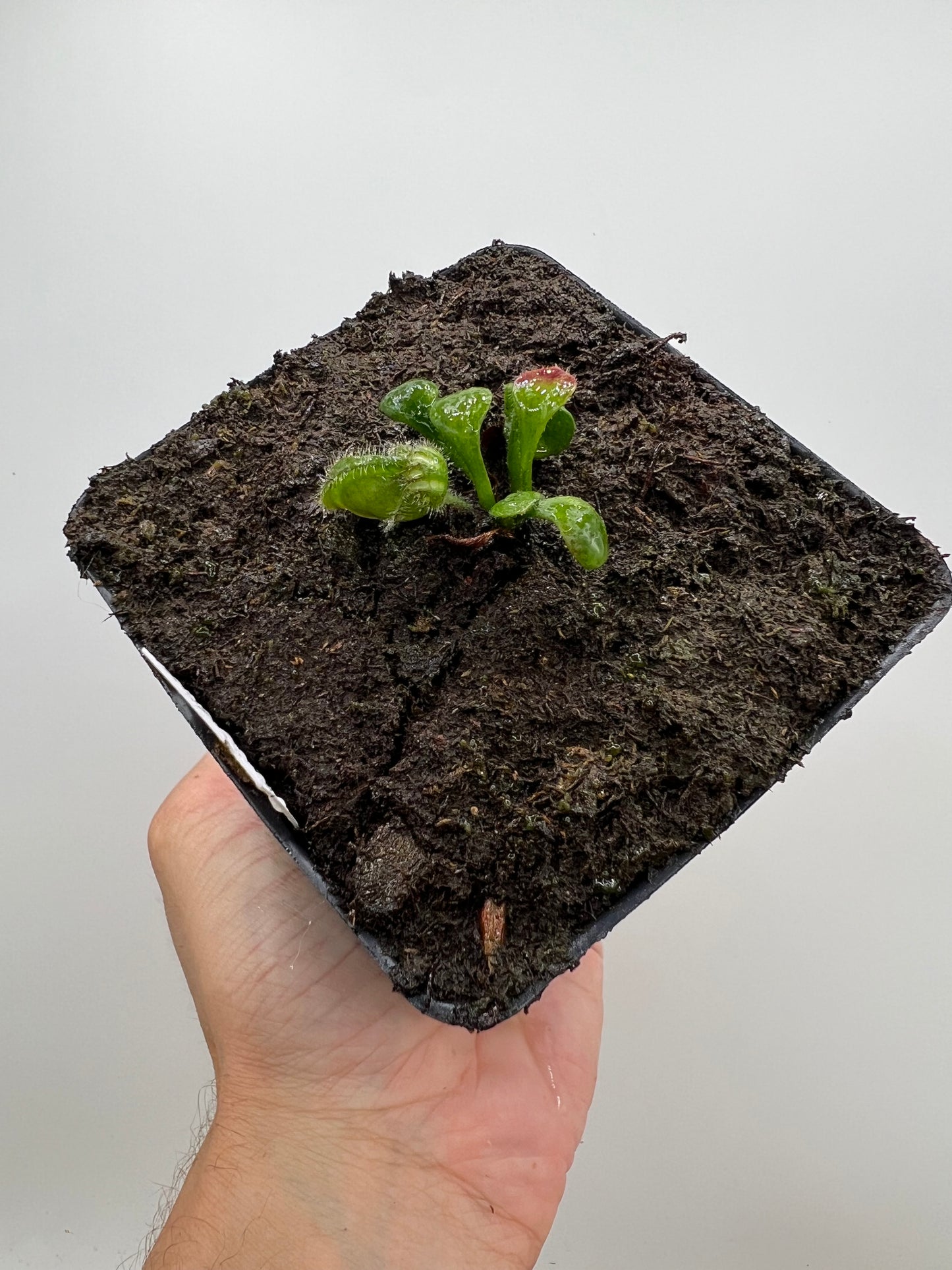 Cephalotus follicularis “Harald Weiner Giant” (aka True Giant)