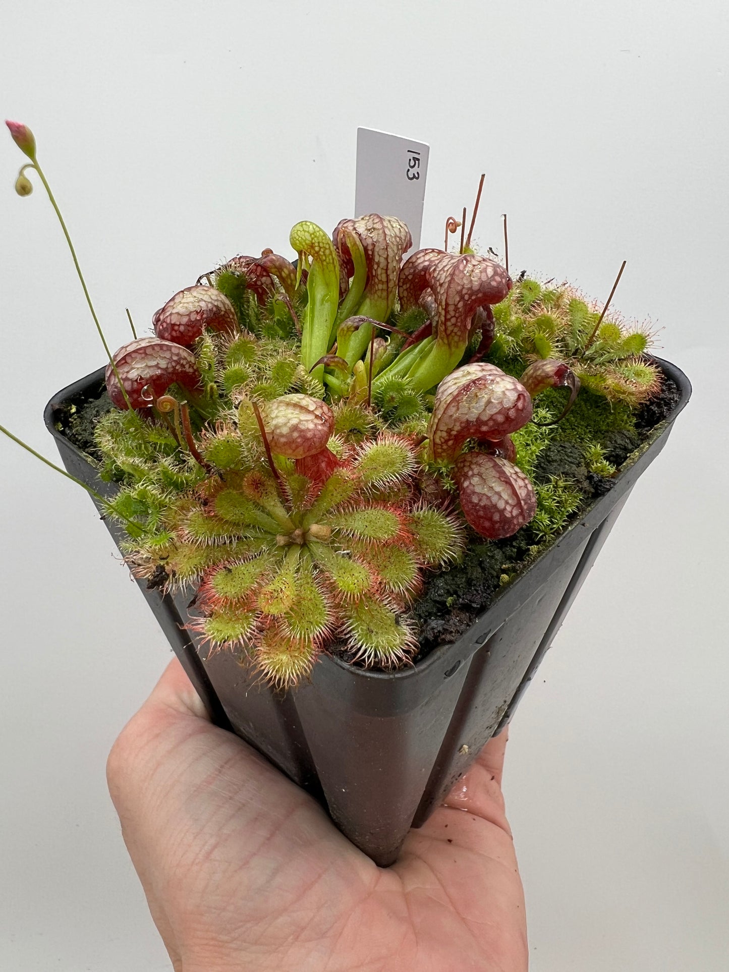 Darlingtonia californica (Cobra Pitcher Plant) - Seed Grown #153