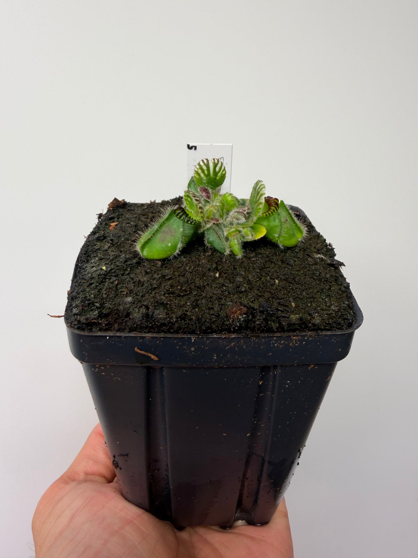 Cephalotus follicularis ‘Eden Black’ - *Rare* (5)