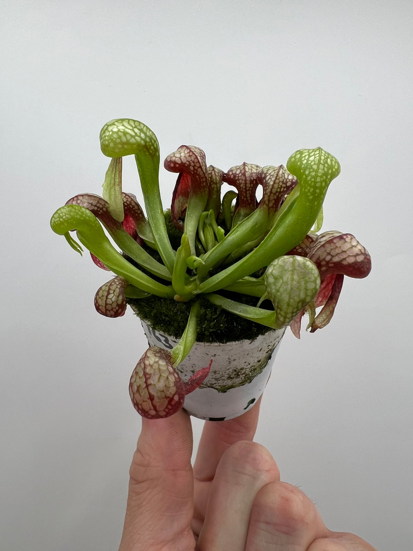 Darlingtonia californica (Cobra Pitcher Plant) - Seed Grown #163