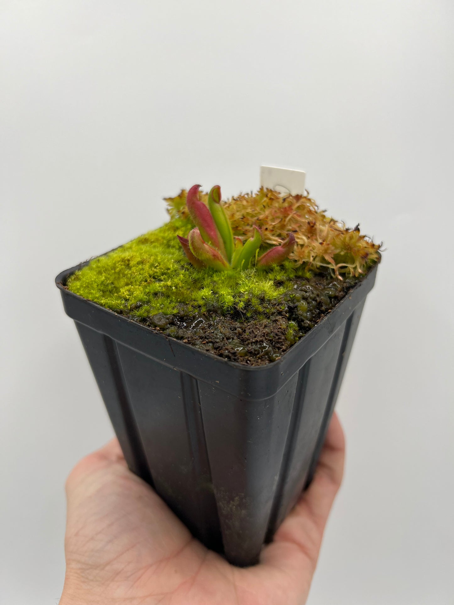 Heliamphora ciliata