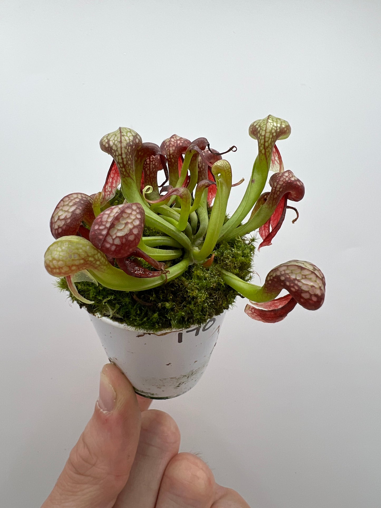 Darlingtonia californica (Cobra Pitcher Plant) - Seed Grown #170