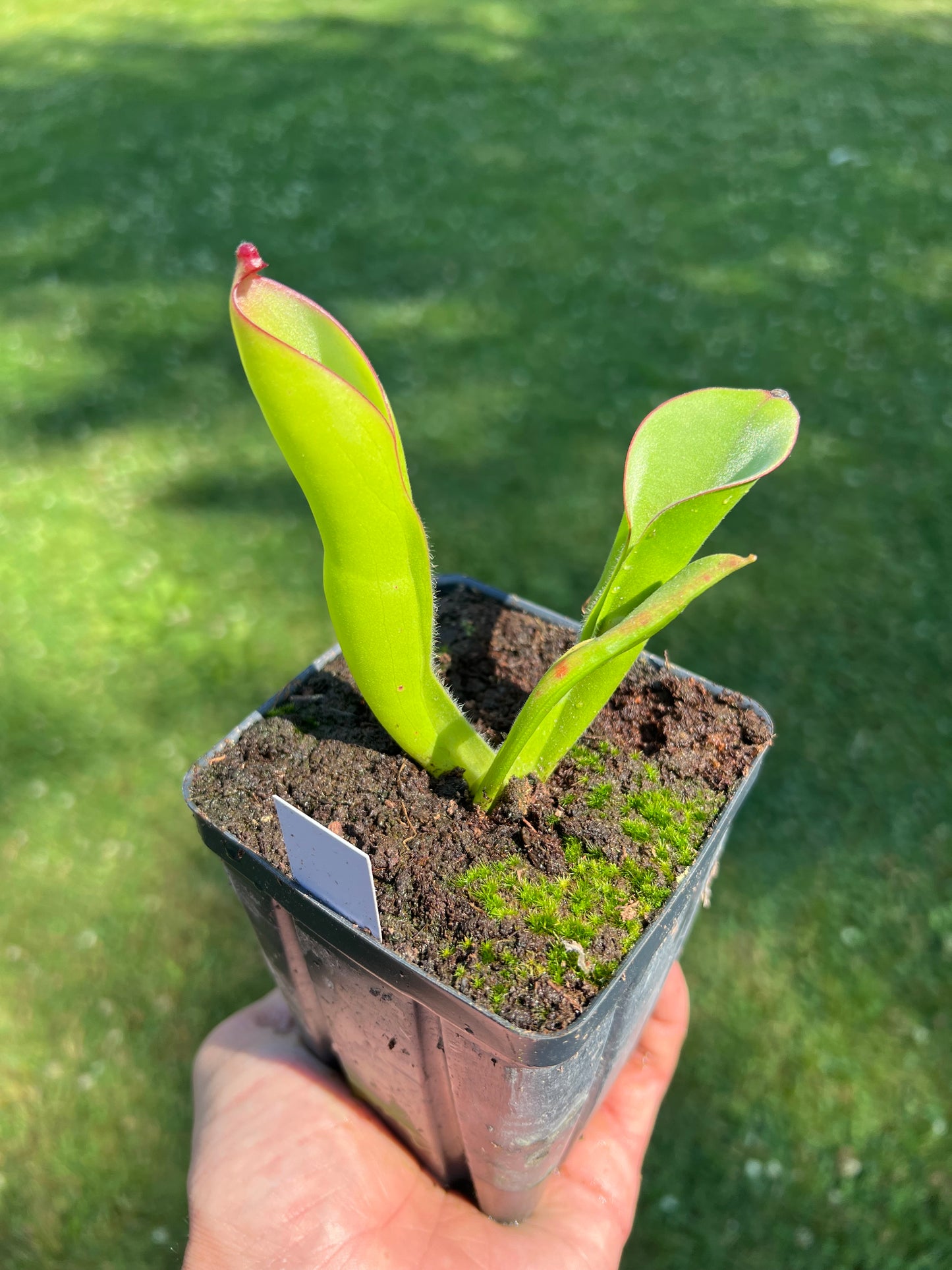 Heliamphora - No ID (lost tag)