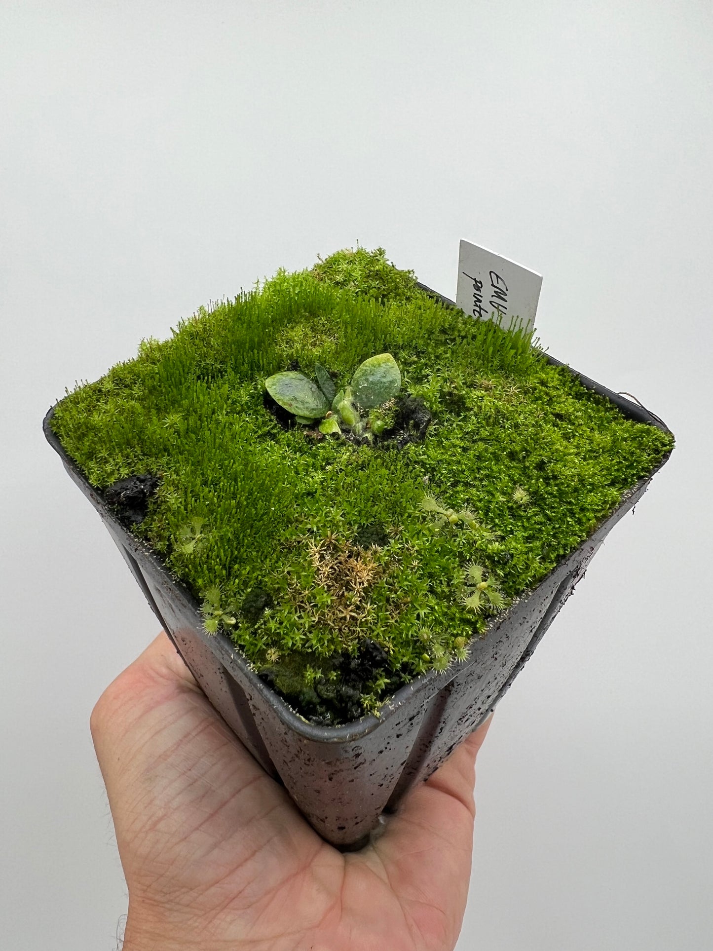 Cephalotus follicularis “Emu Pointe”
