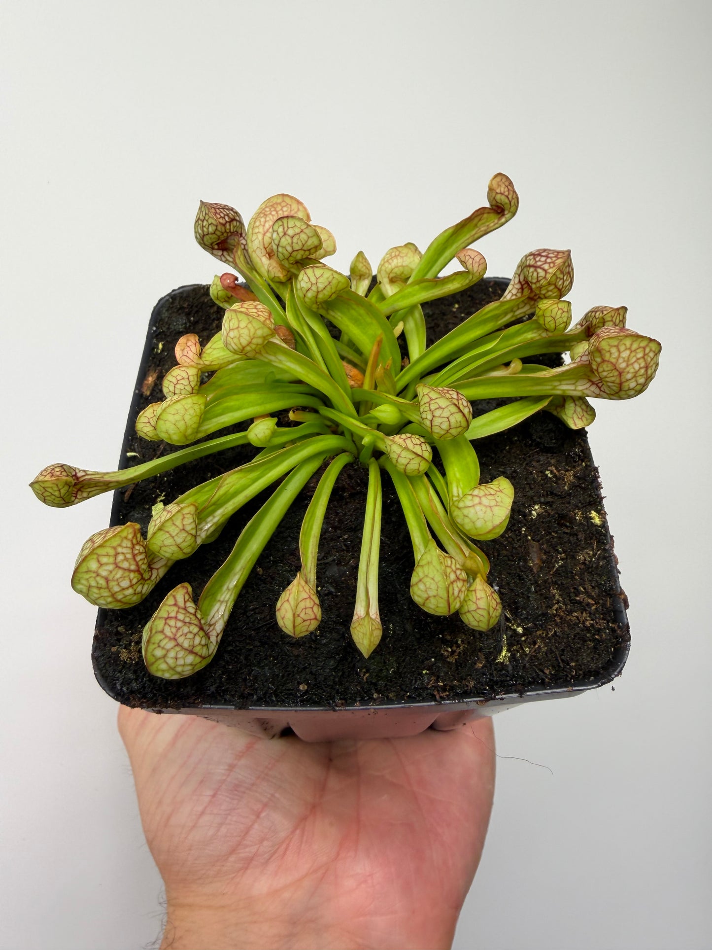 Sarracenia psittacina - “Turkey Hen Creek” - Seed Grown (3)