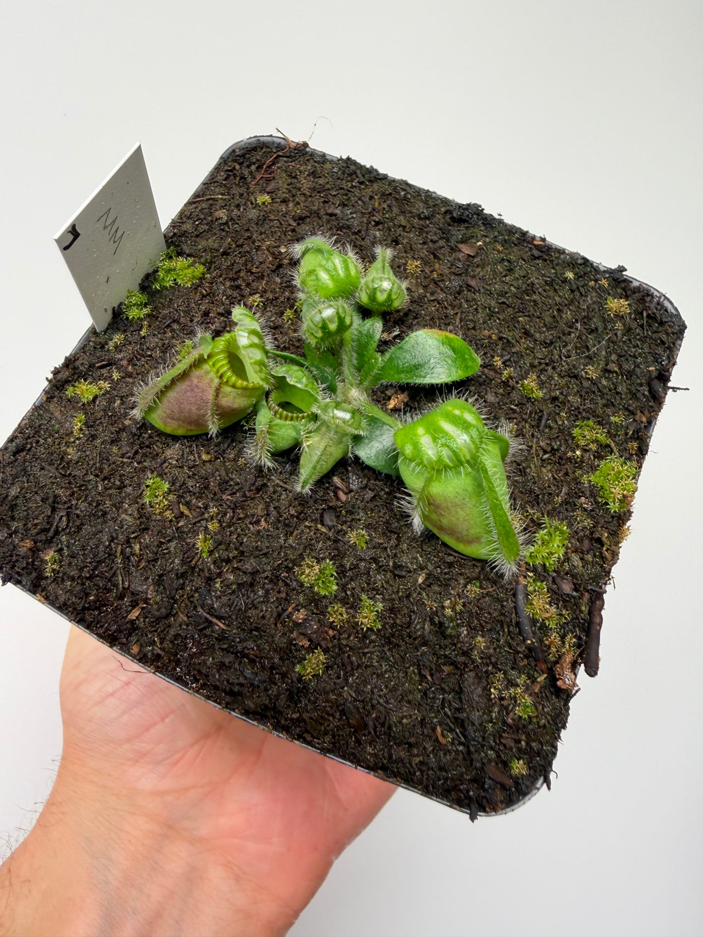 Cephalotus follicularis “Mighty Midget” - *Rare* (7)
