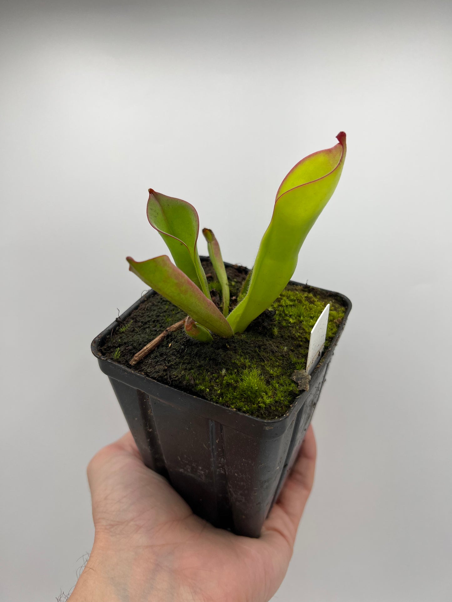 Heliamphora tatei x folliculata (California Carnivores clone)