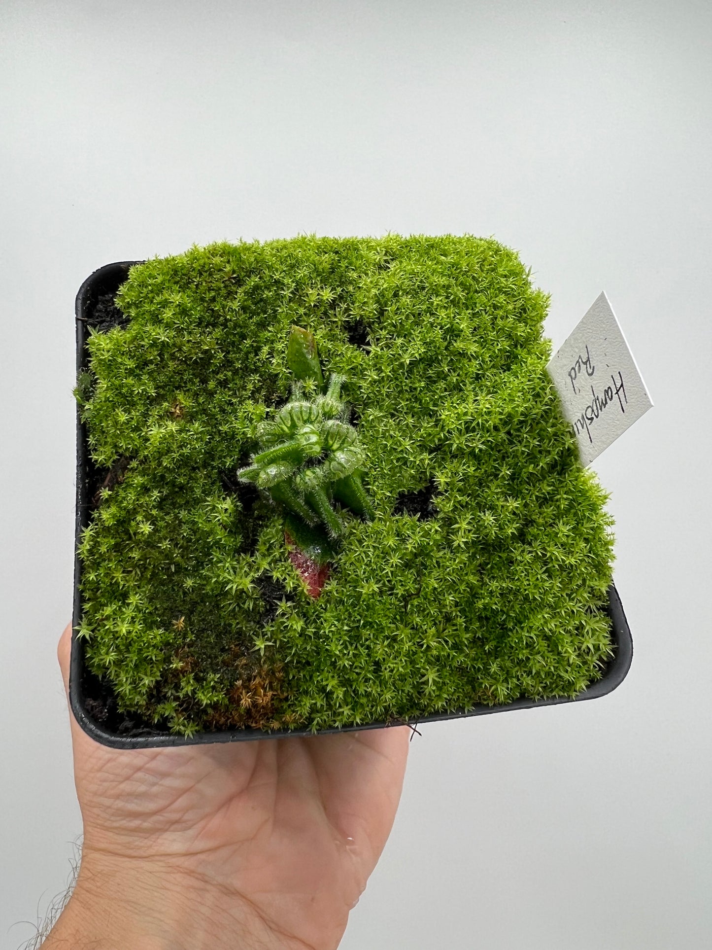 Cephalotus follicularis “Hampshire Red”