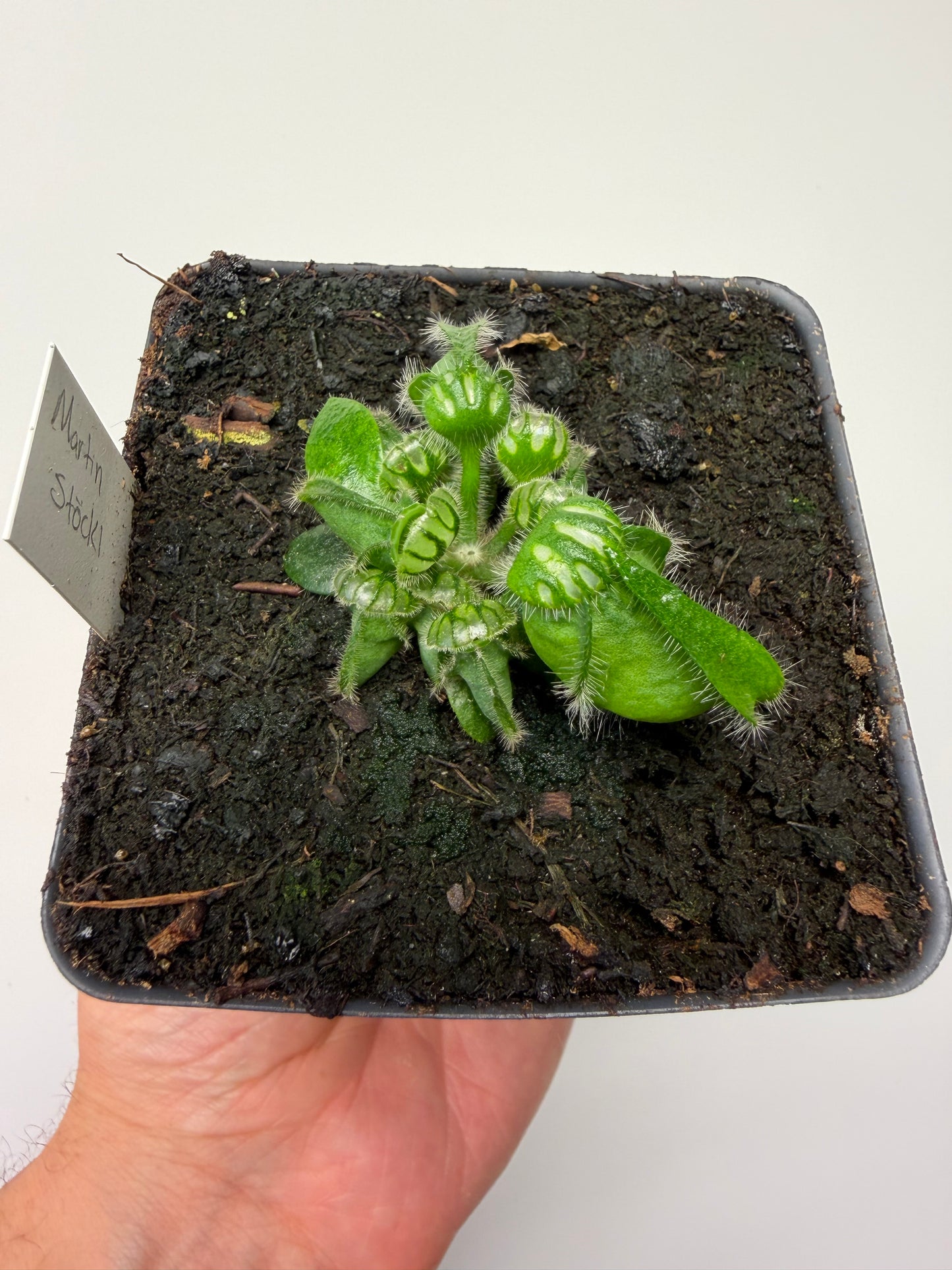 Cephalotus follicularis “Martin Stöckl”