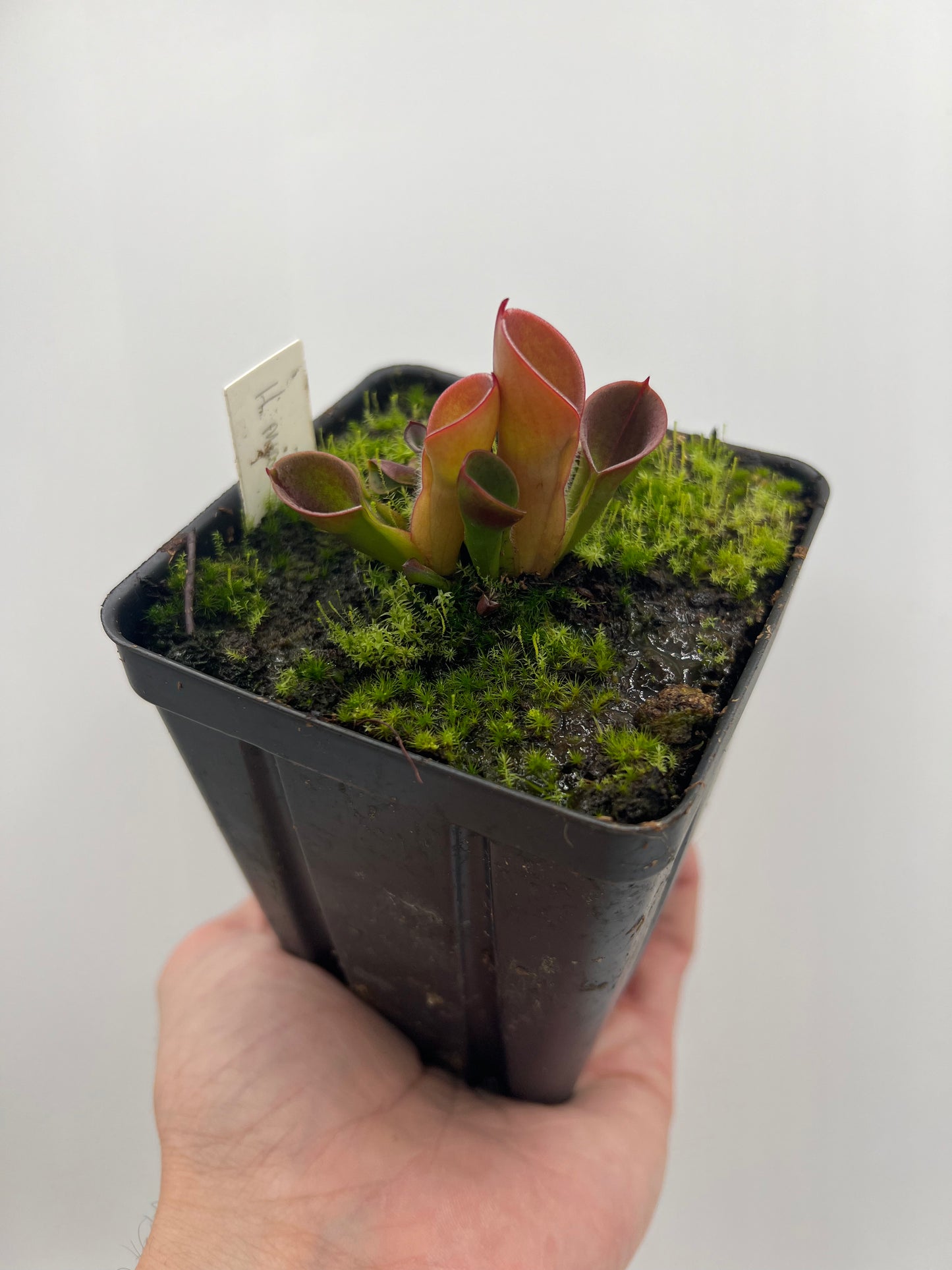 Heliamphora minor “Burgundy Black”