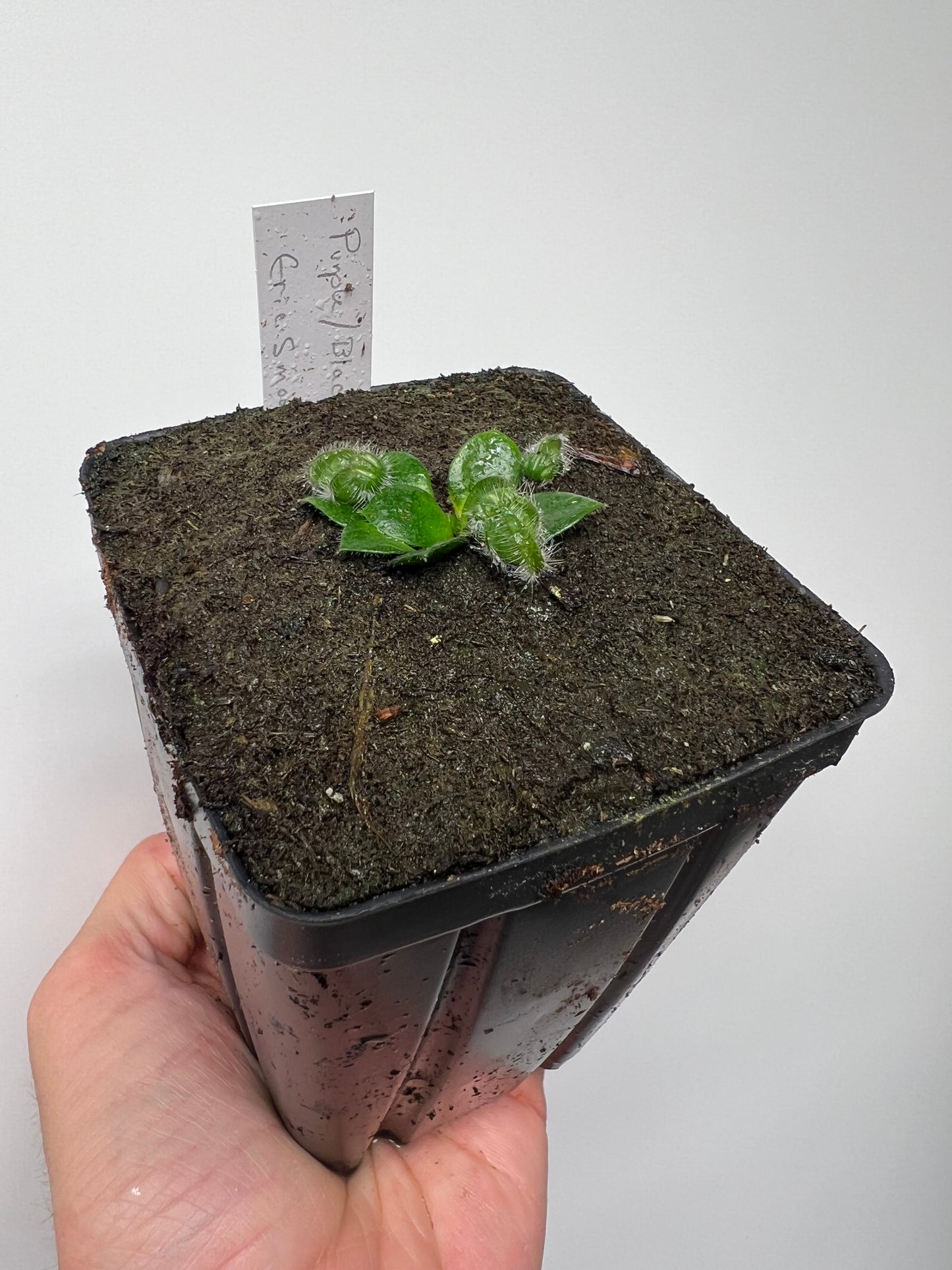 Cephalotus follicularis “Purple/Black” - Eric Smooth