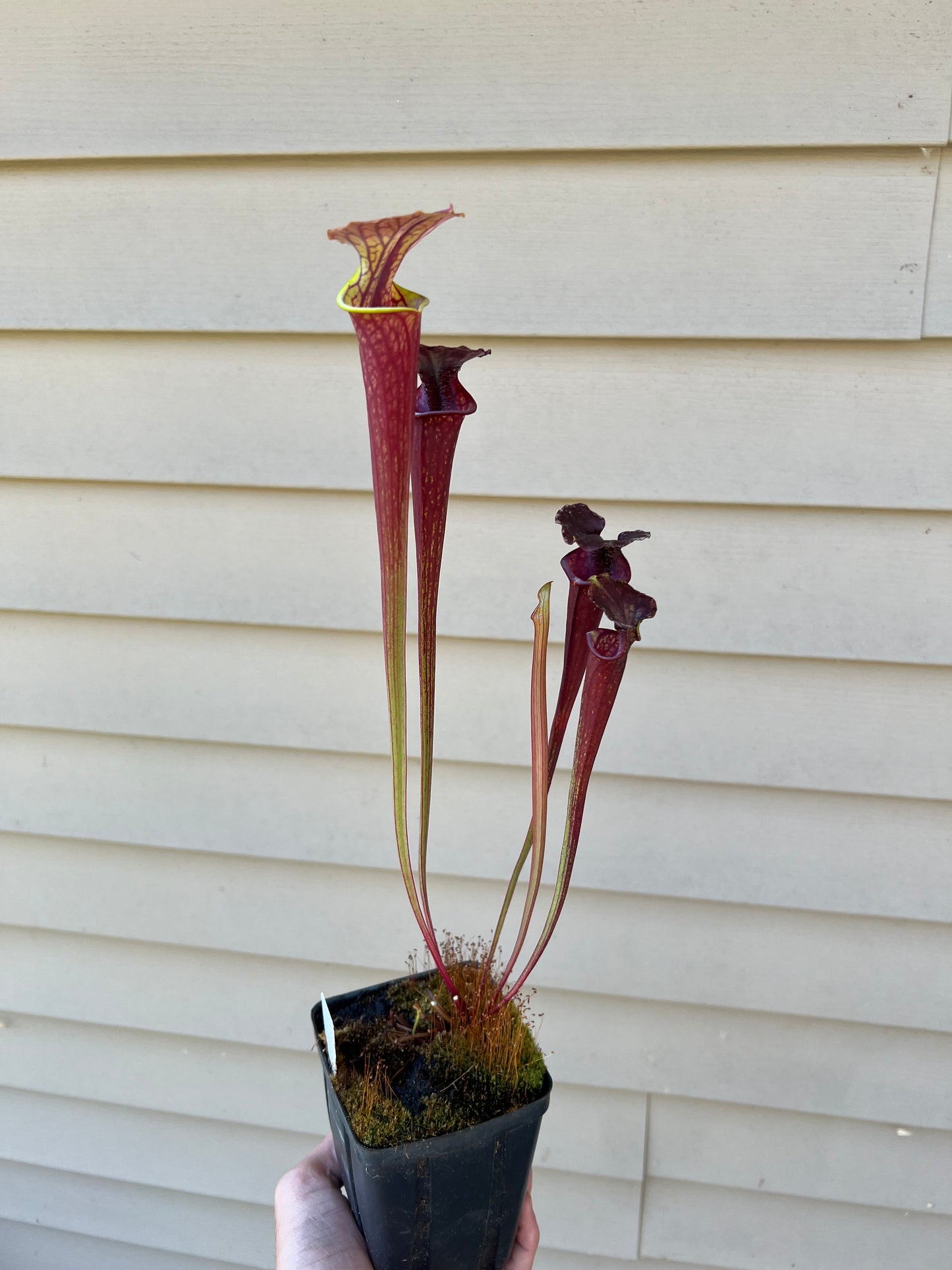 Sarracenia ‘Waccamaw’ x cuprea “MBRS” - Seed Grown #1