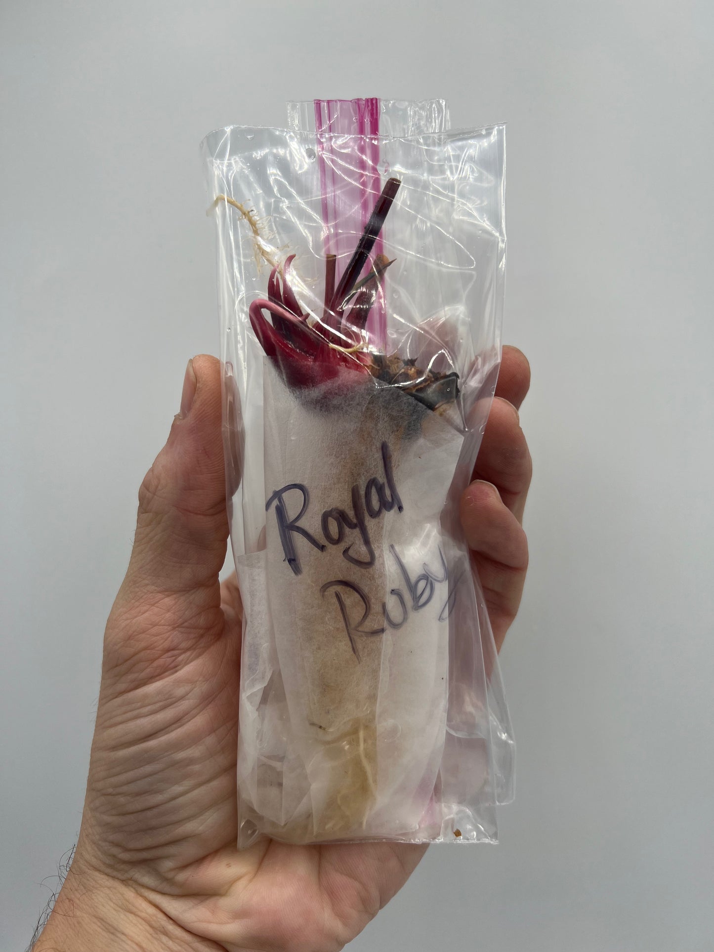 Sarracenia ‘Royal Ruby’