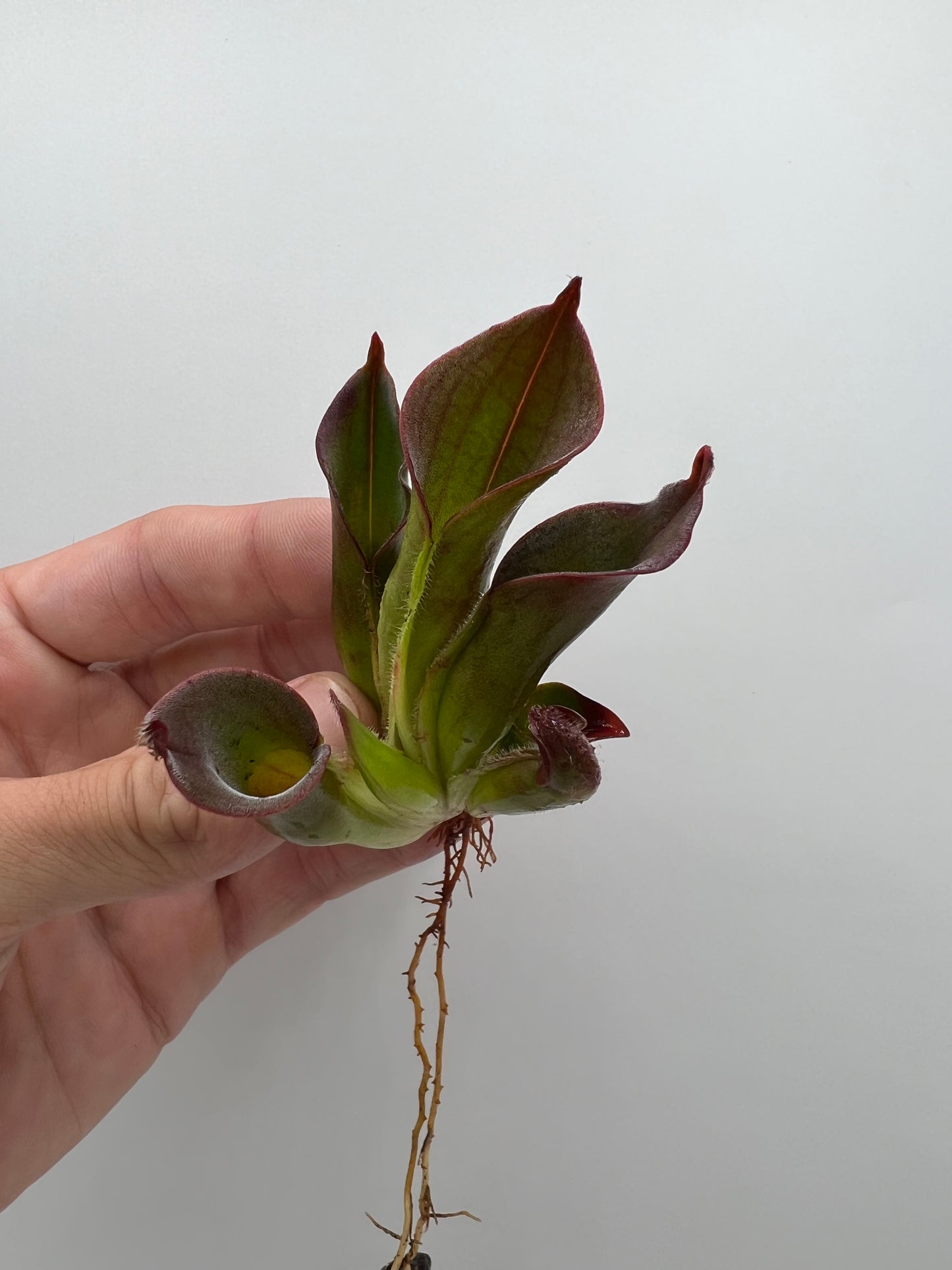 Heliamphora ciliata