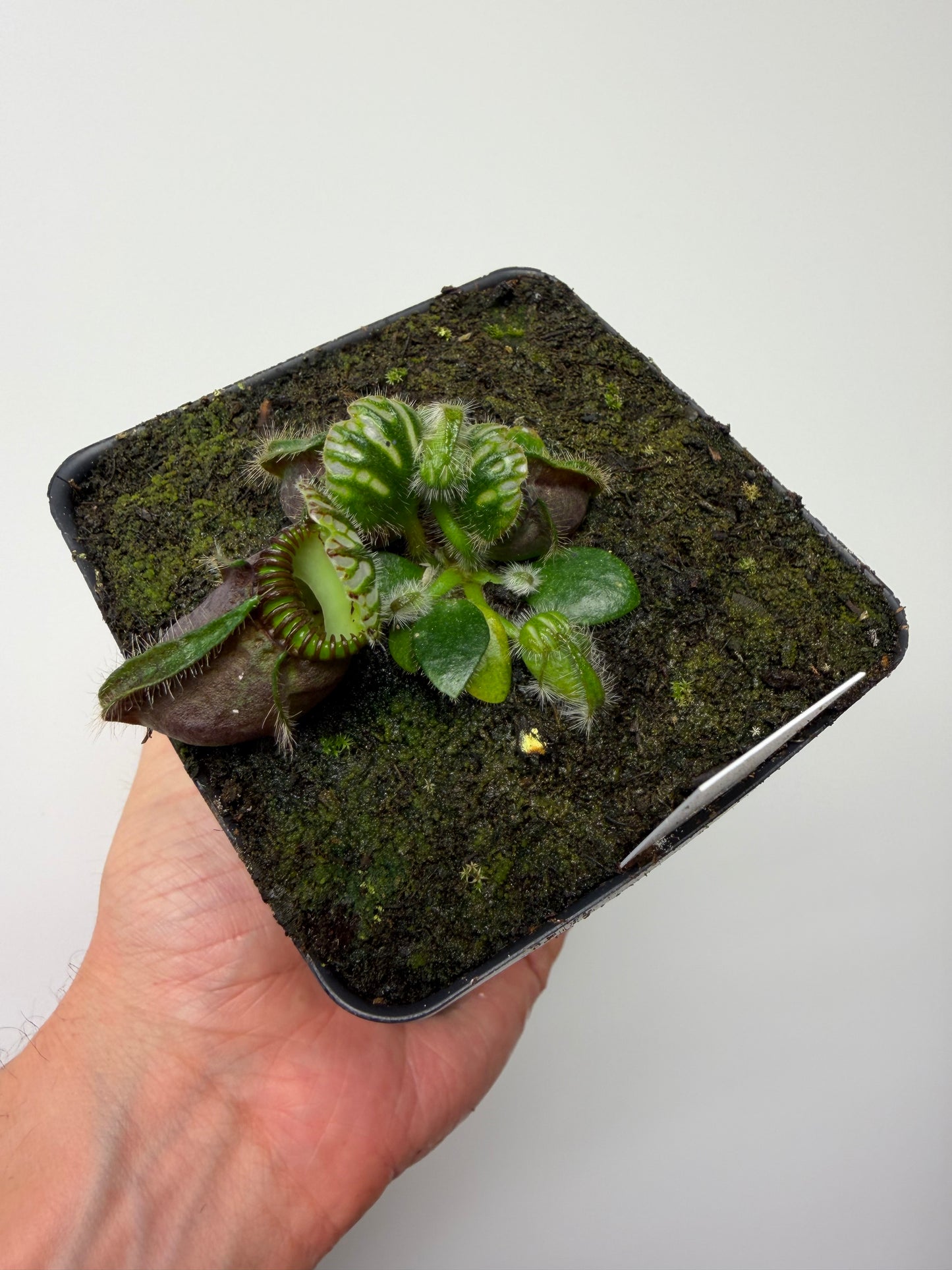 Cephalotus follicularis “Hampshire Red”