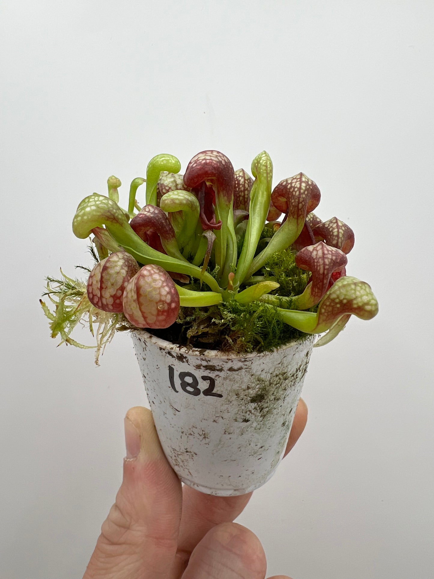 Darlingtonia californica (Cobra Pitcher Plant) - Seed Grown #182