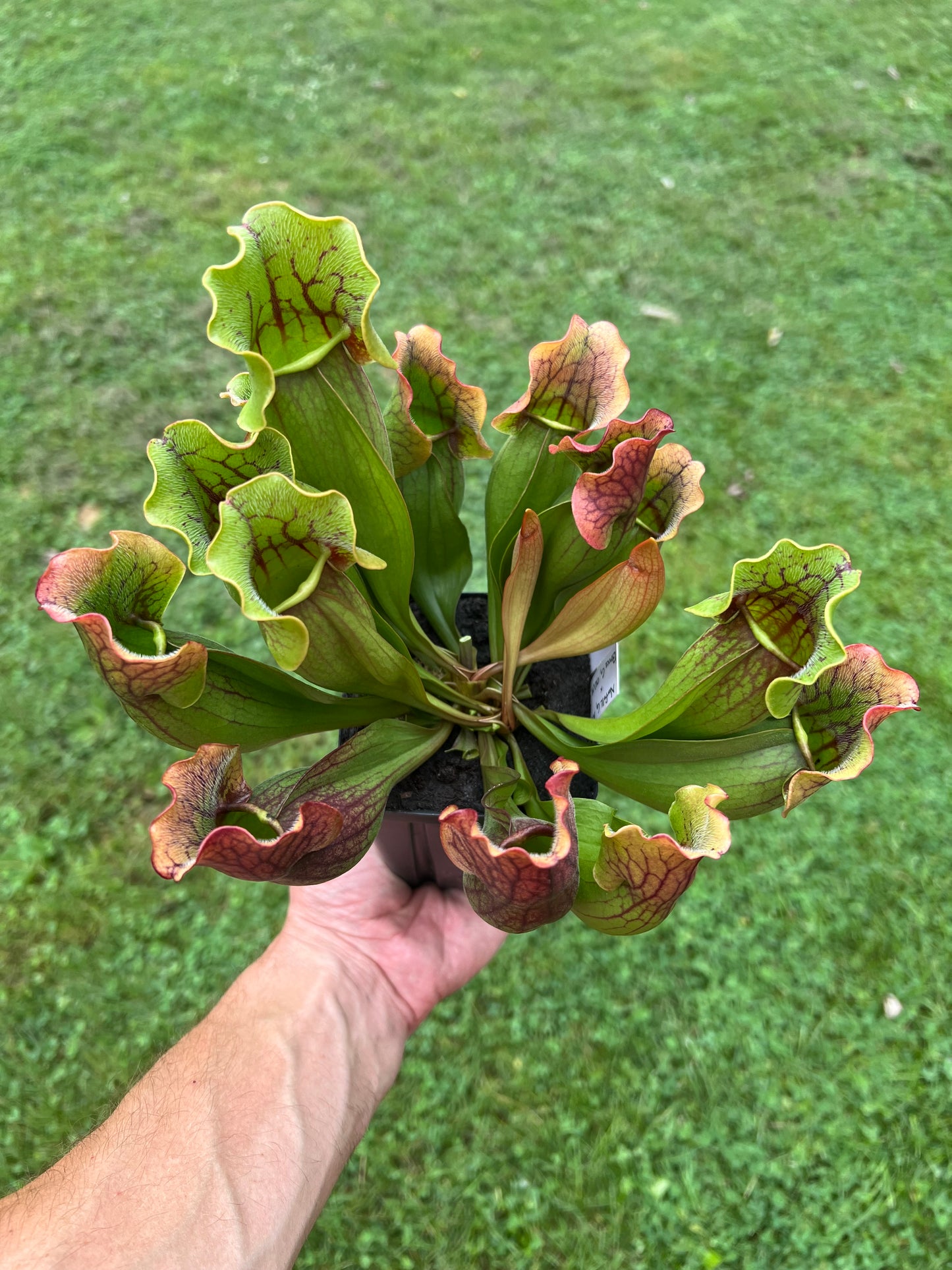 Sarracenia purpurea ssp. purpurea (Norfolk Co, MA) x (Bruce Co, Ontario Canada) - Seed Grown #19