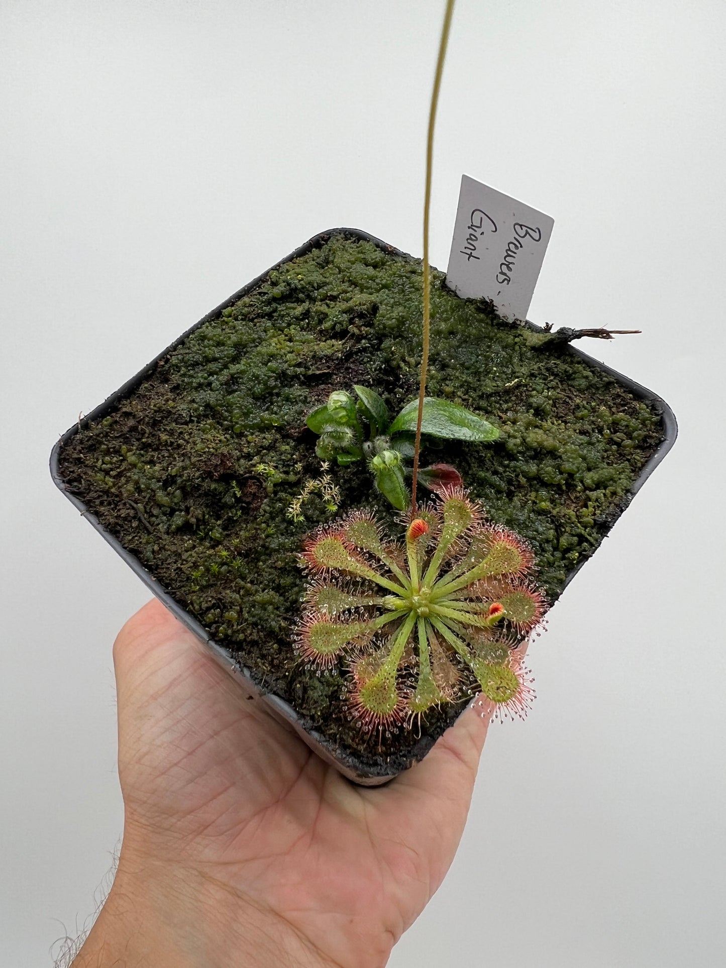 Cephalotus follicularis “Brewers Giant”