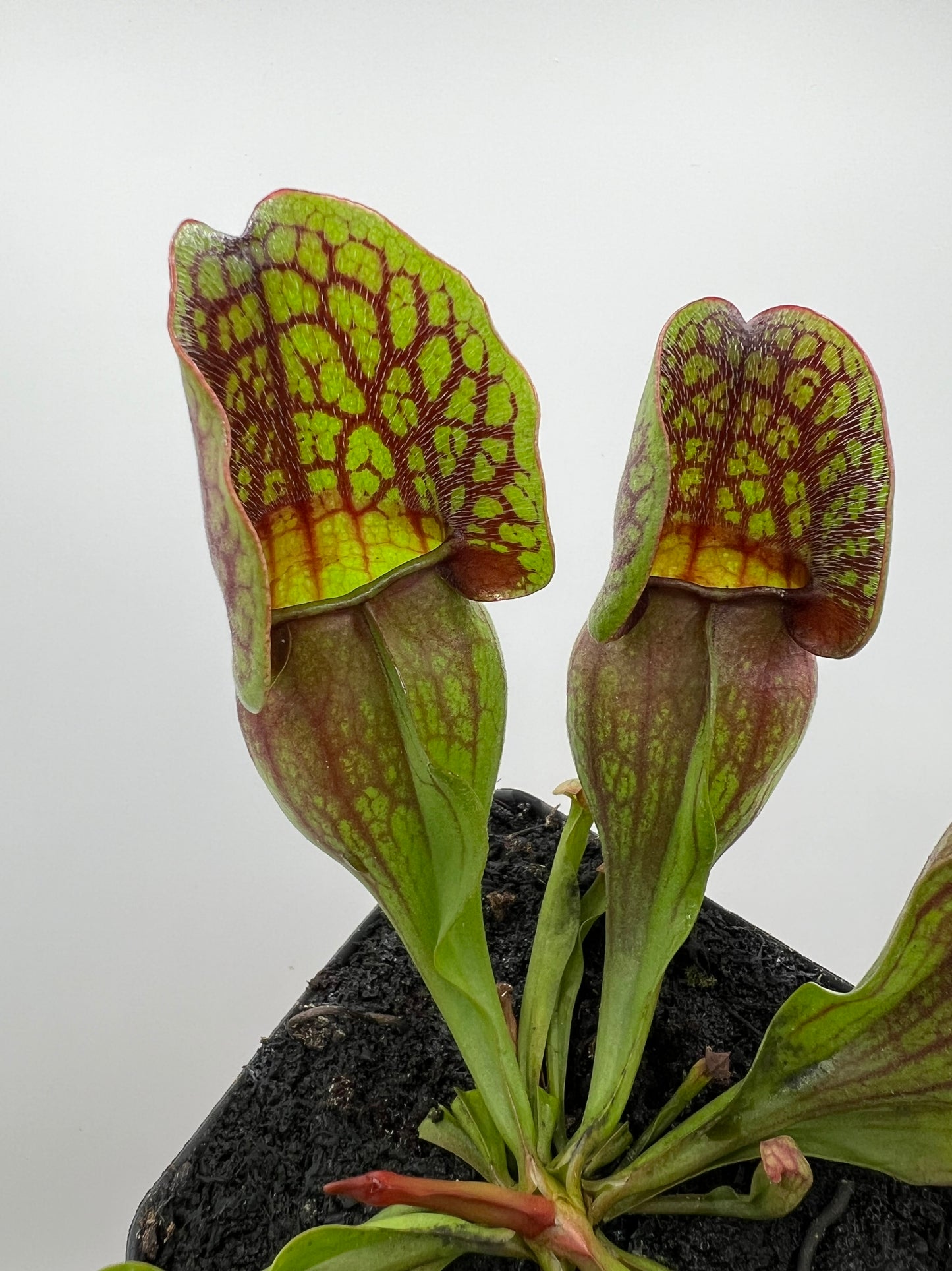 Sarracenia purpurea ssp. purpurea (Centre Co, PA) - Seed Grown #96