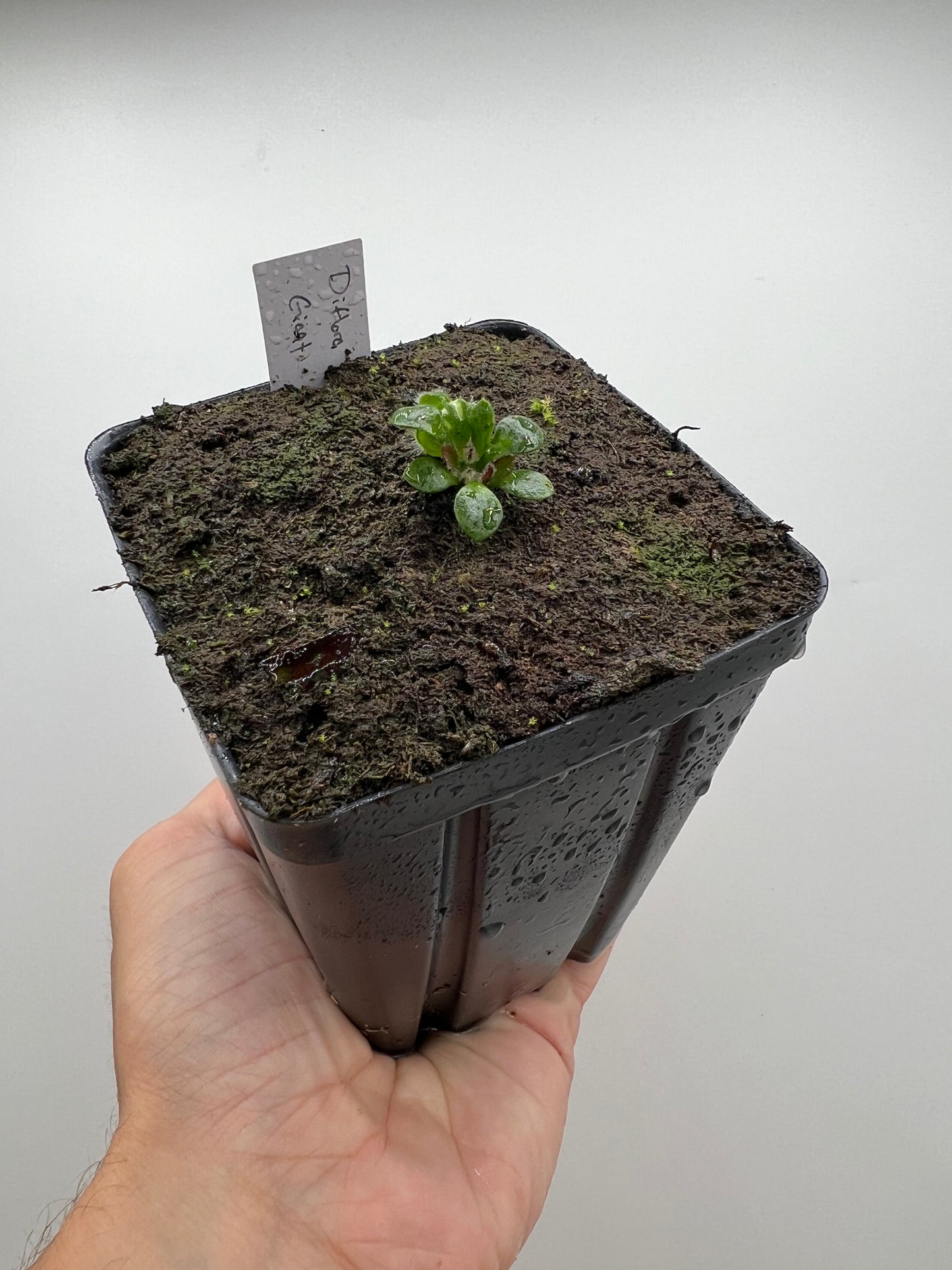 Cephalotus follicularis “Diflora giant”