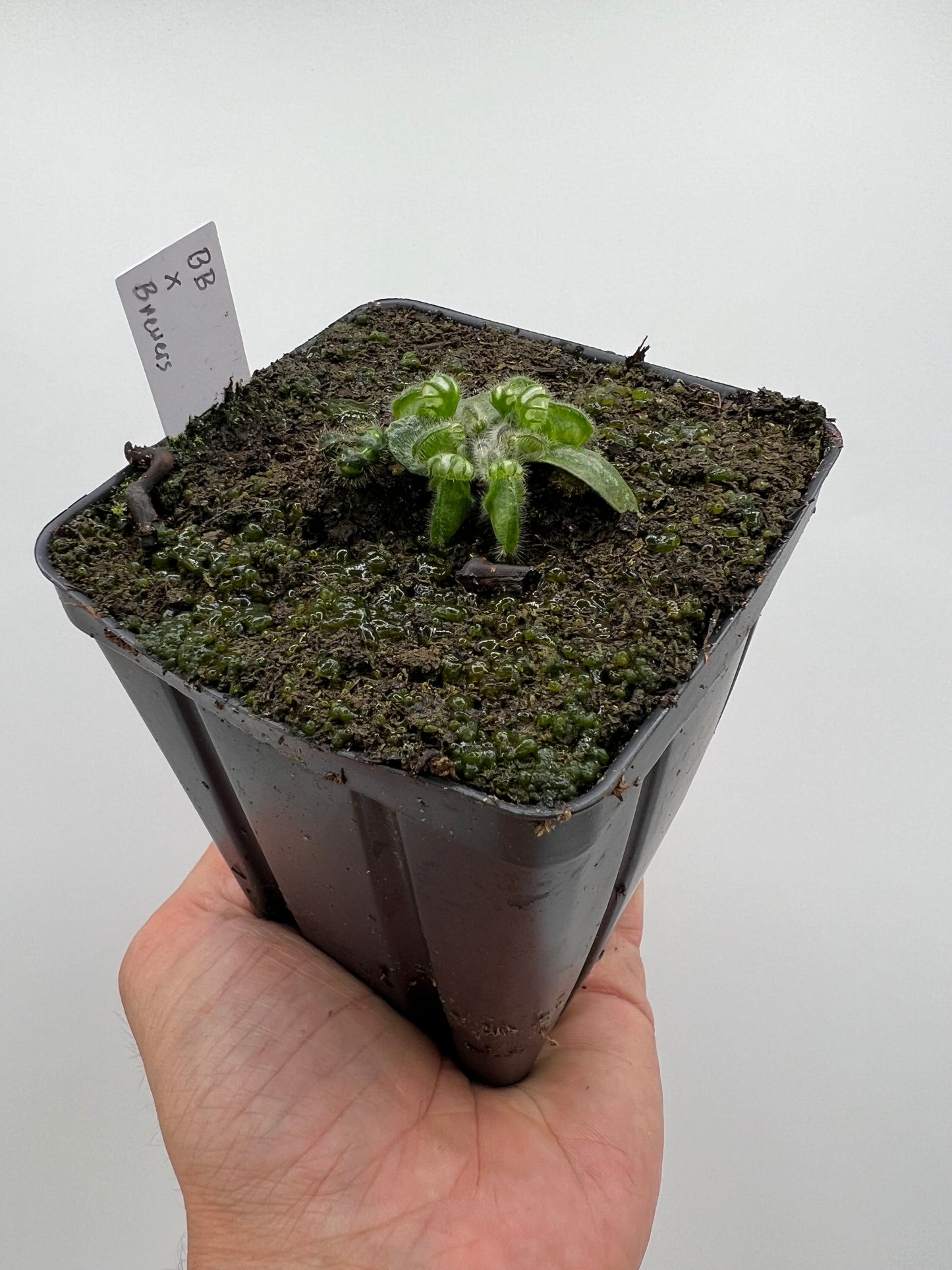 Cephalotus follicularis “Brewers Beauty” x “Brewers”