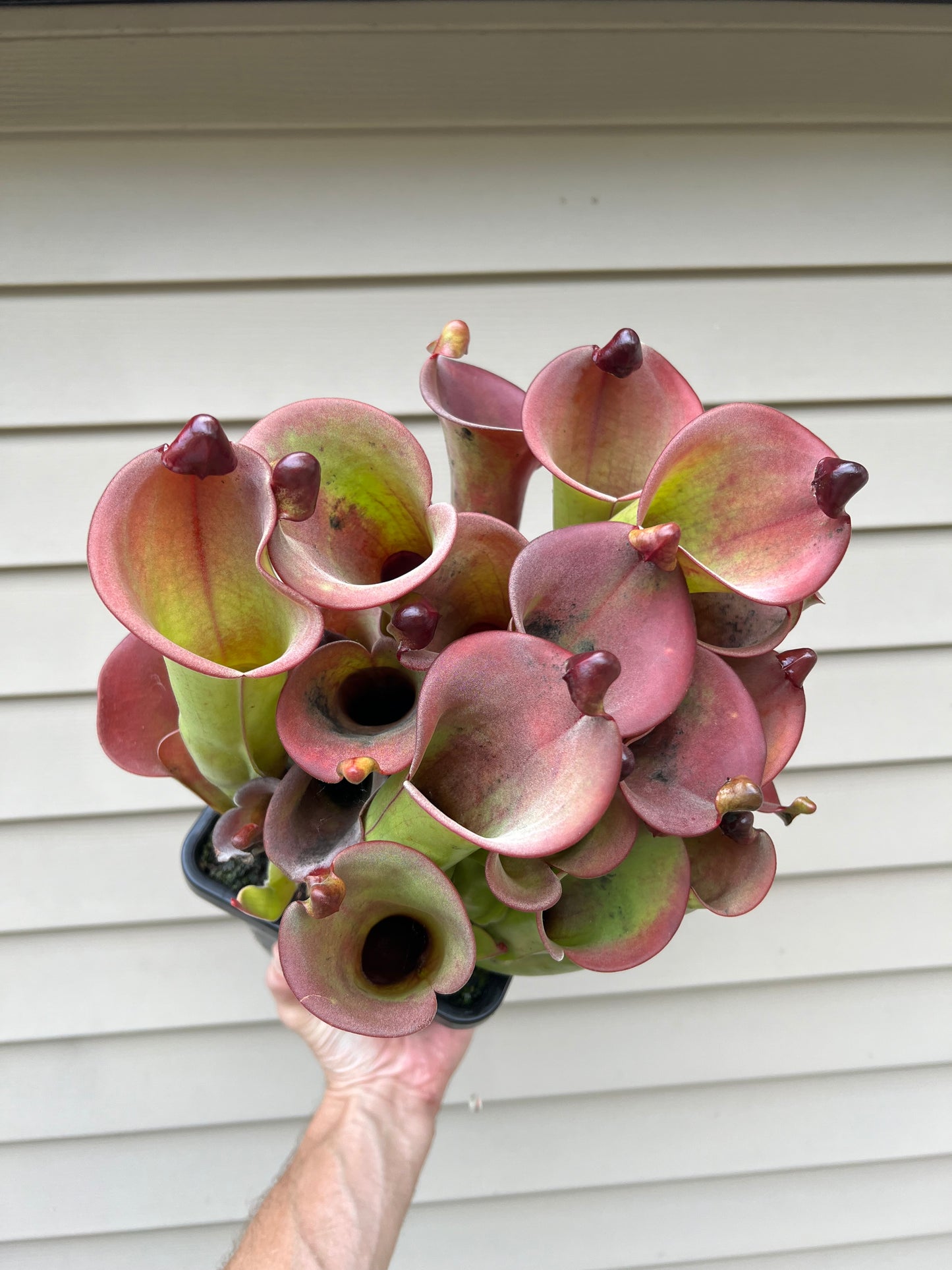 Heliamphora tatei x folliculata (California Carnivores clone) - Fresh Division (D)