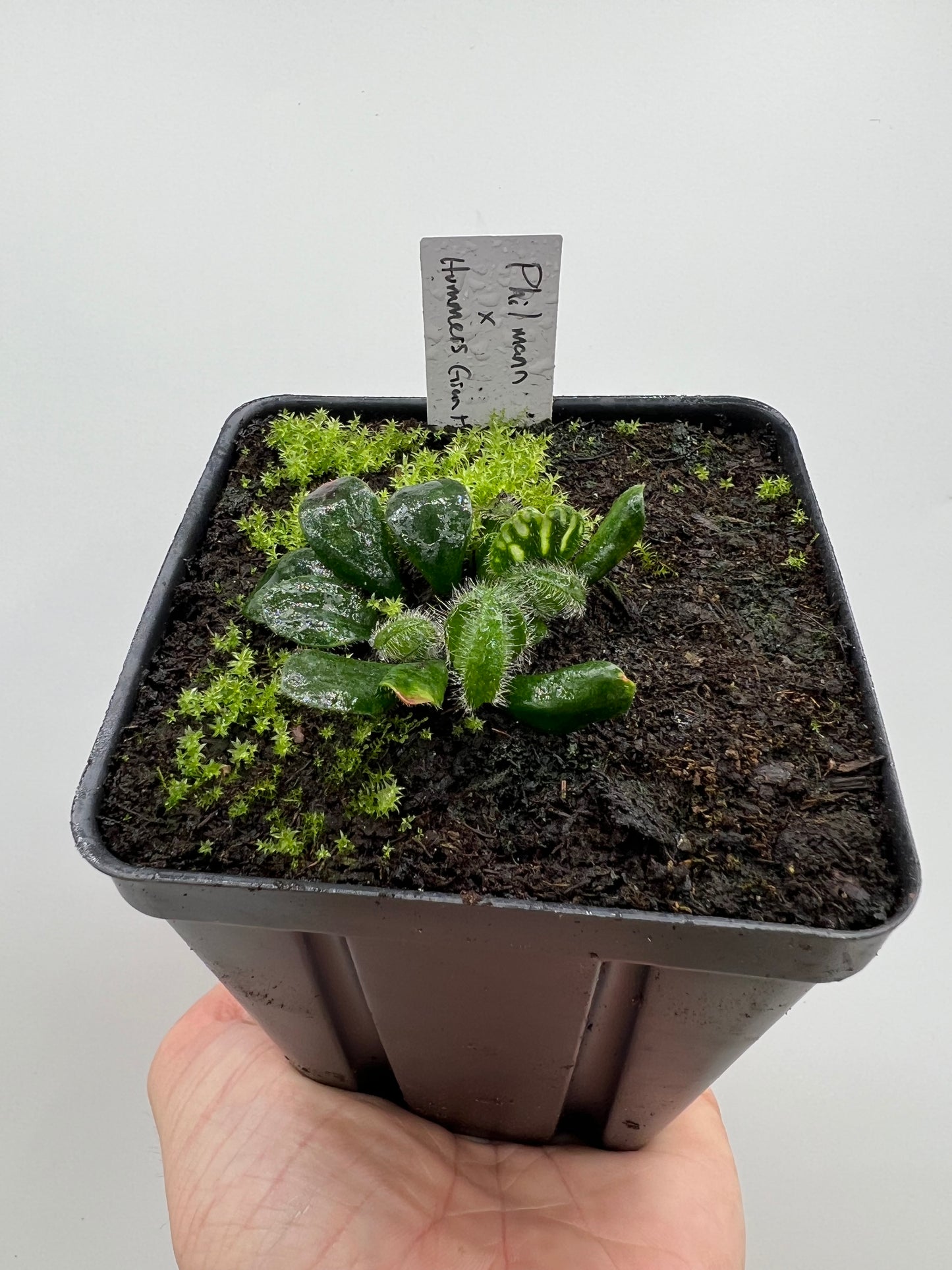 Cephalotus follicularis “Phil Mann” x “Hummers Giant”