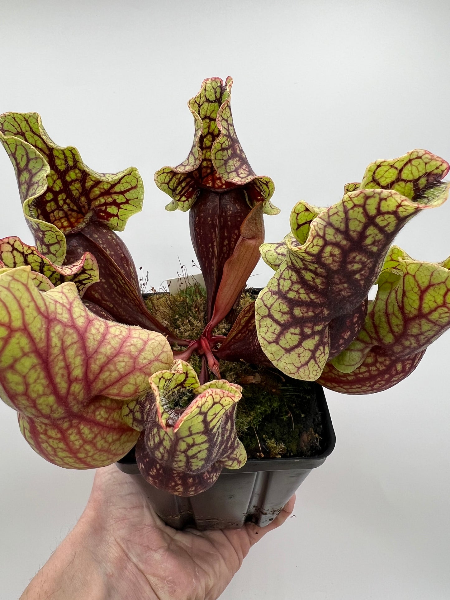 Sarracenia purpurea ssp. venosa “Little Carnivores” - Seed Grown #27
