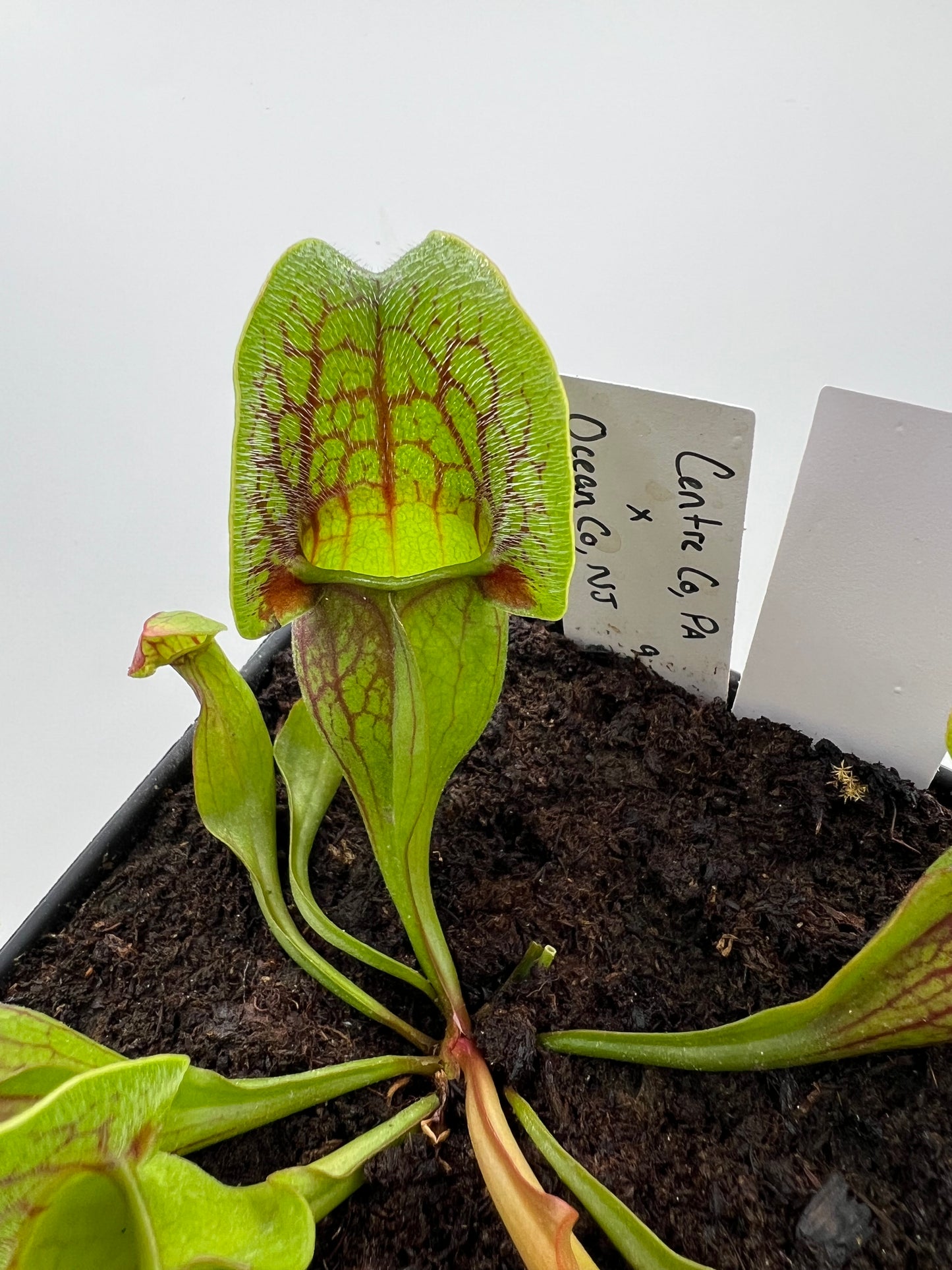 Sarracenia purpurea ssp. purpurea (Centre Co, PA) x (Ocean Co, NJ) - Seed Grown #11