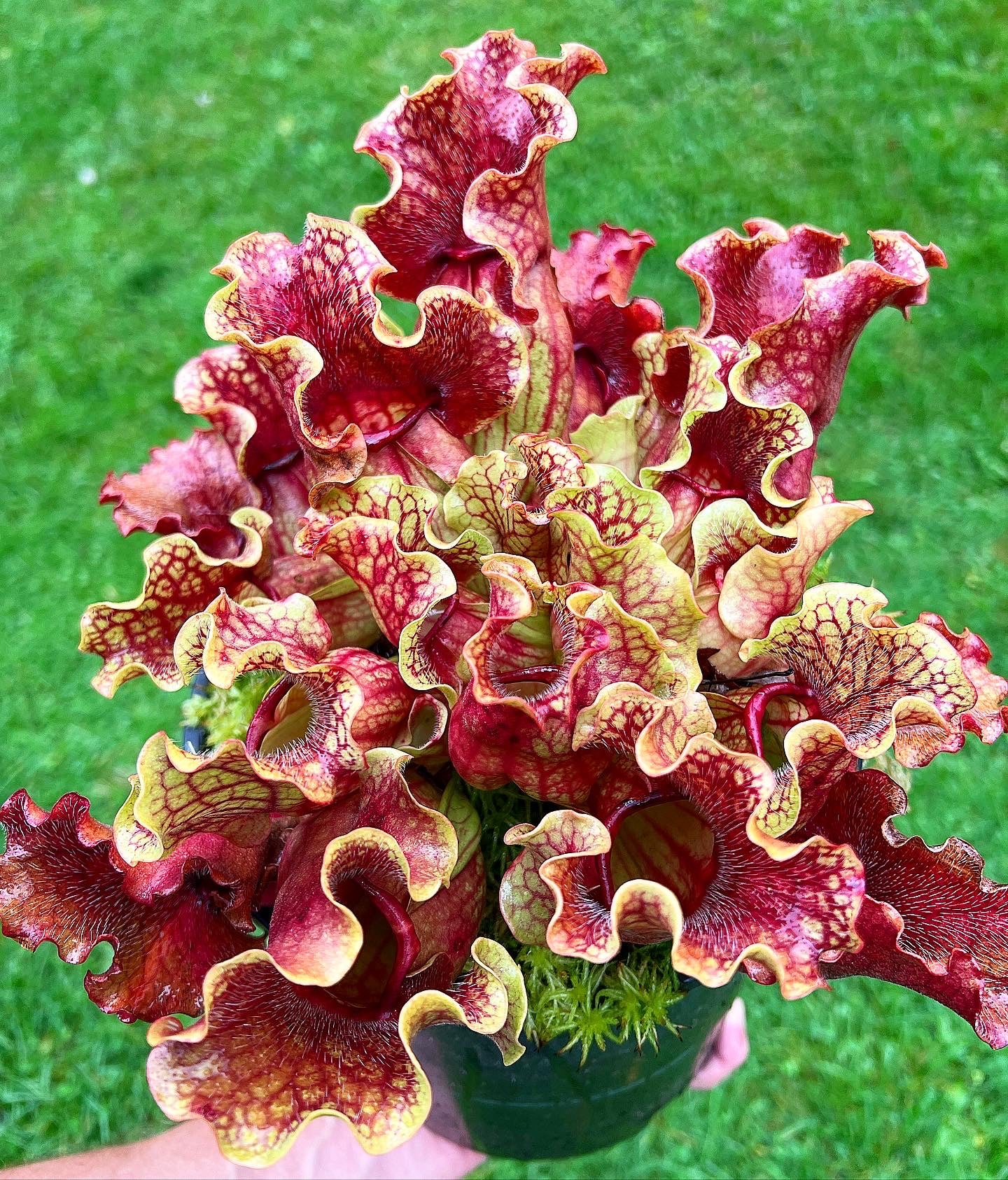 Sarracenia purpurea “Rufflestiltskin”