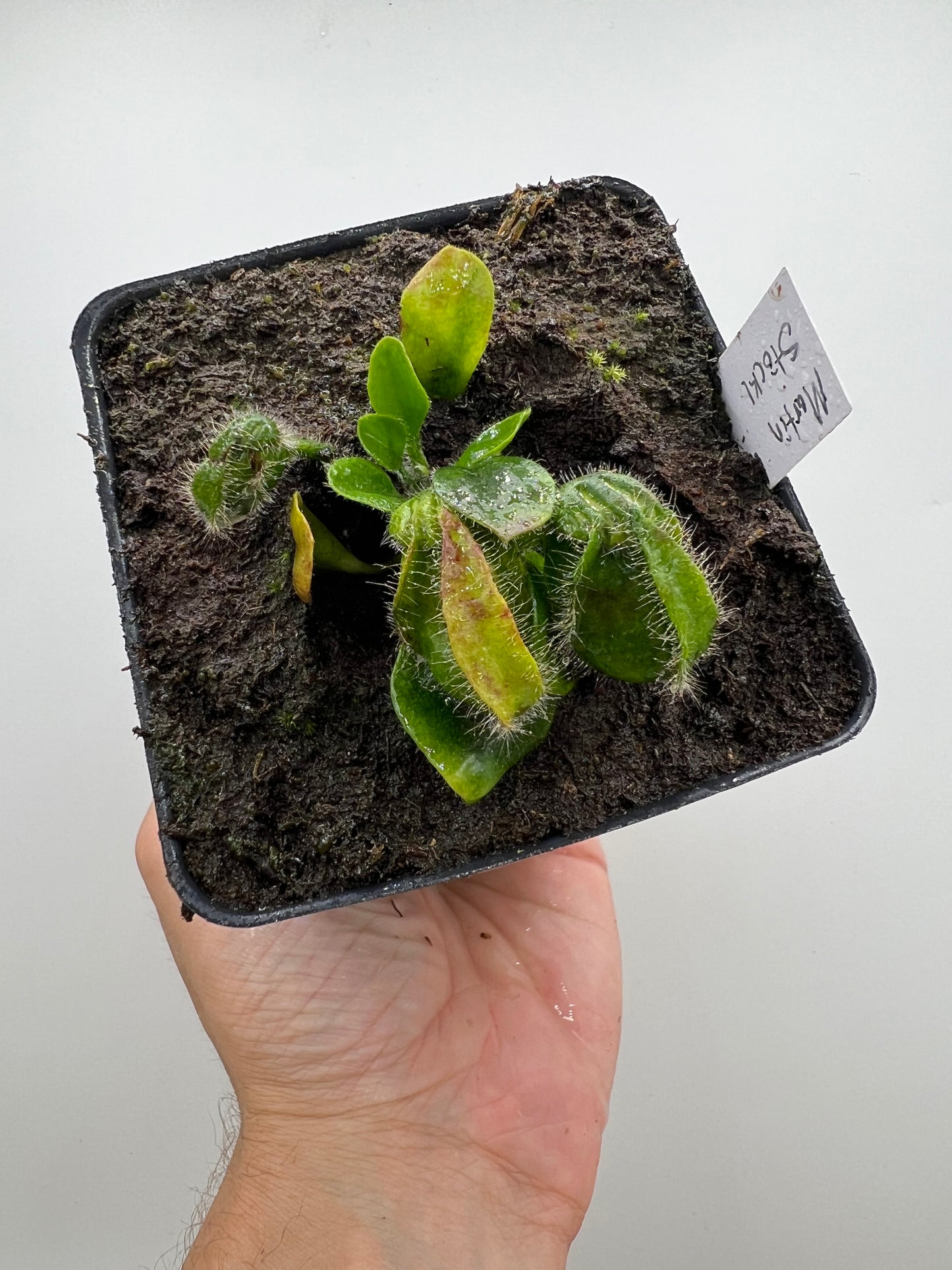 Cephalotus follicularis “Martin Stöckl”