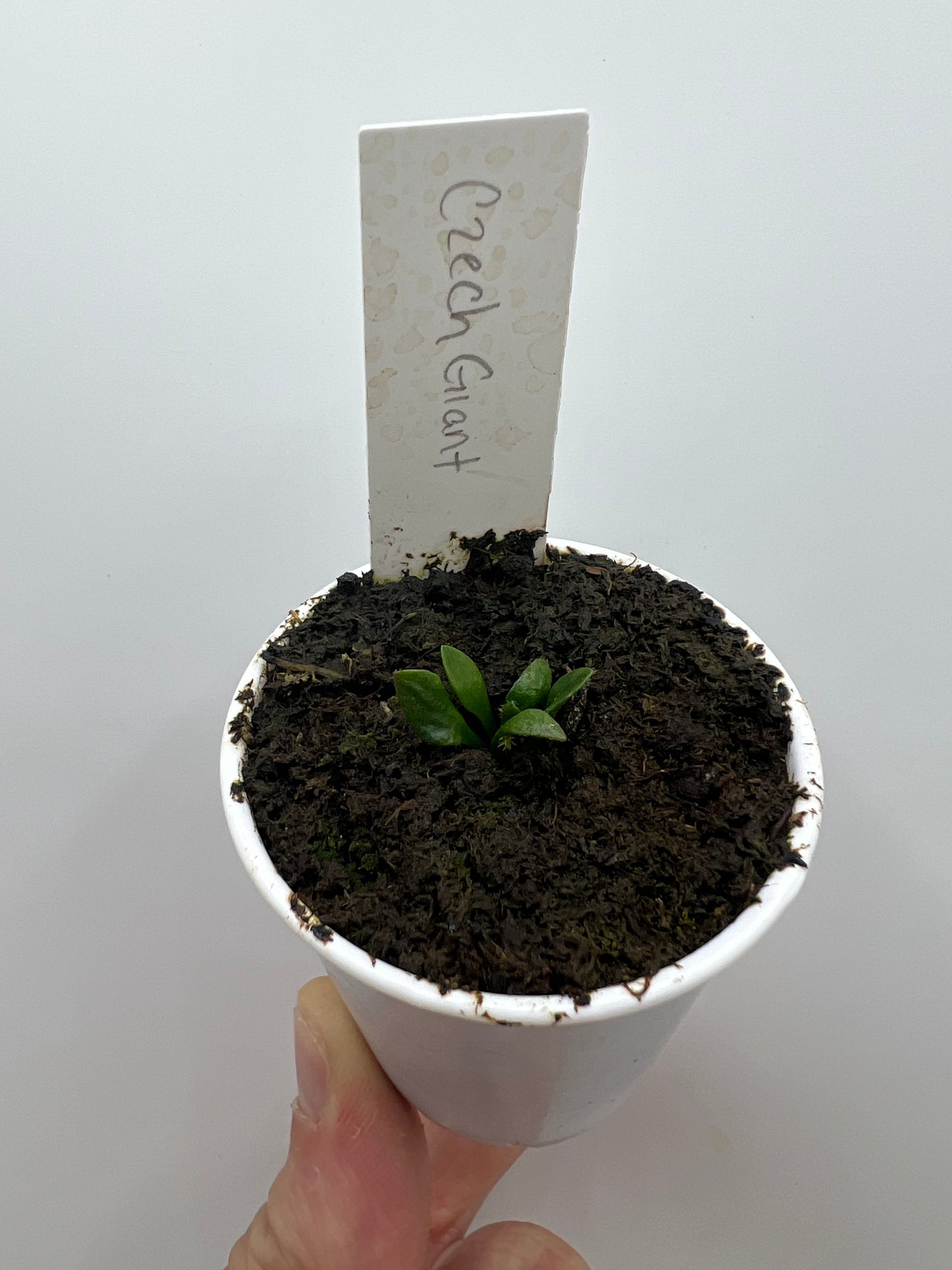 Cephalotus follicularis “Czech Giant” - Juvenile Clone