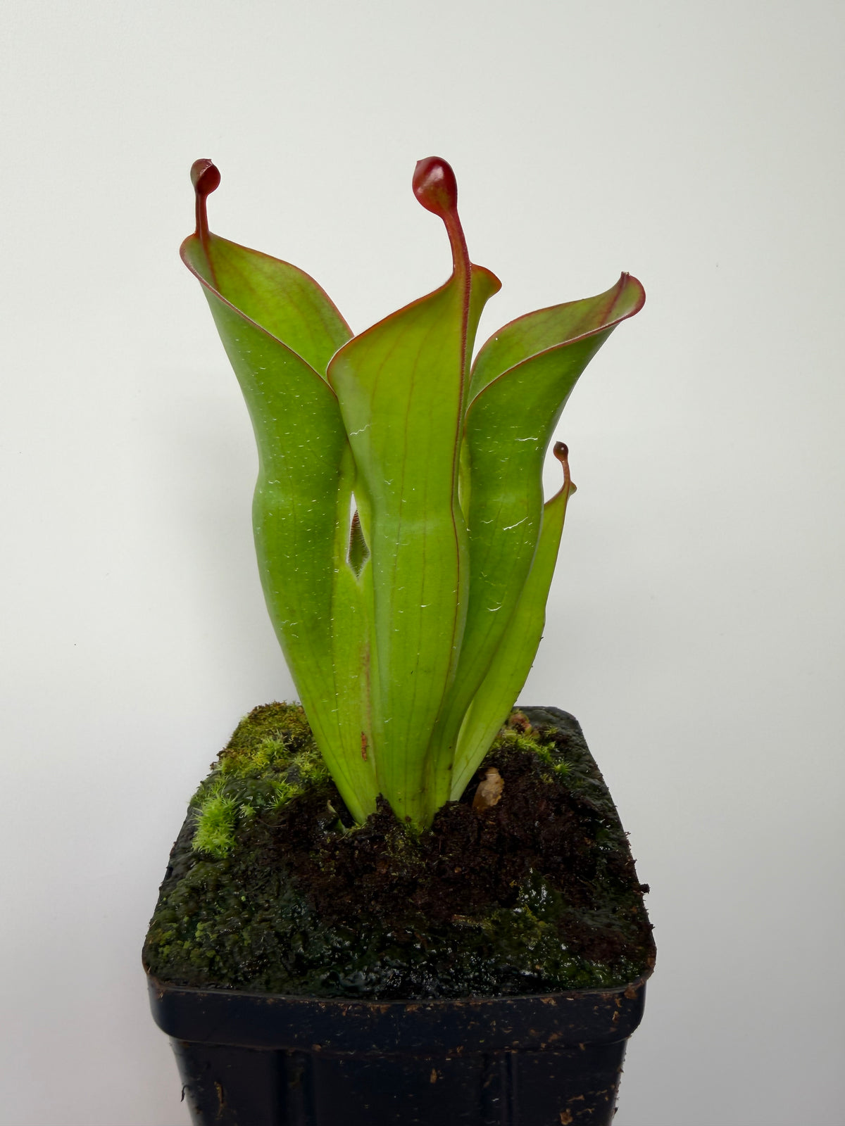 Heliamphora (heterodoxa x minor) x pulchella (Akopan)