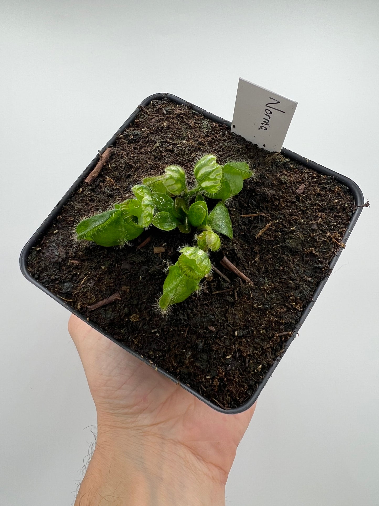 Cephalotus follicularis “Norma”