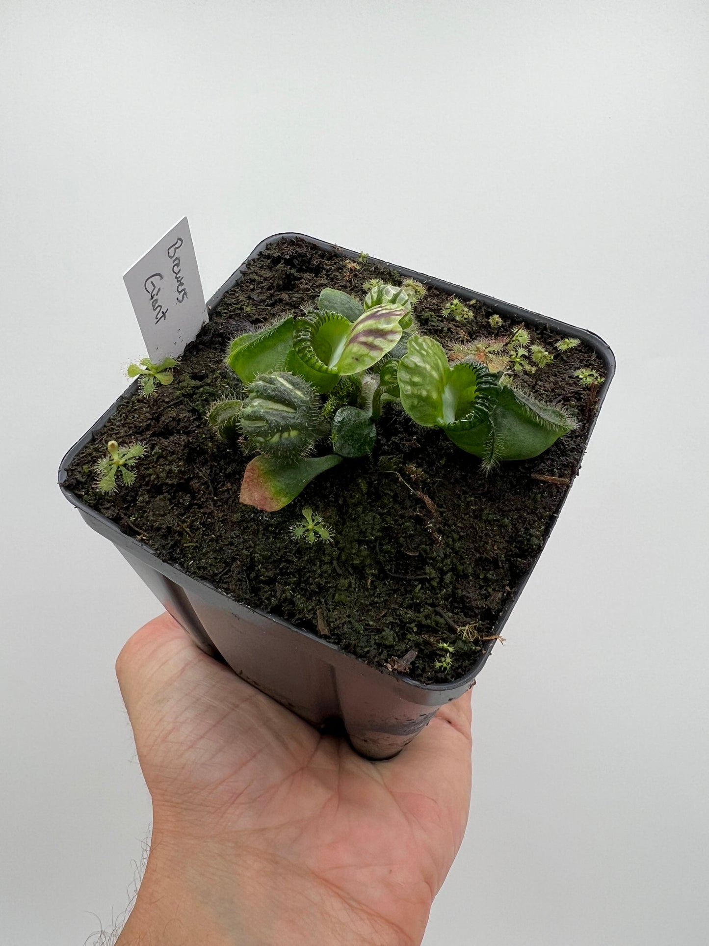 Cephalotus follicularis “Brewers Giant”
