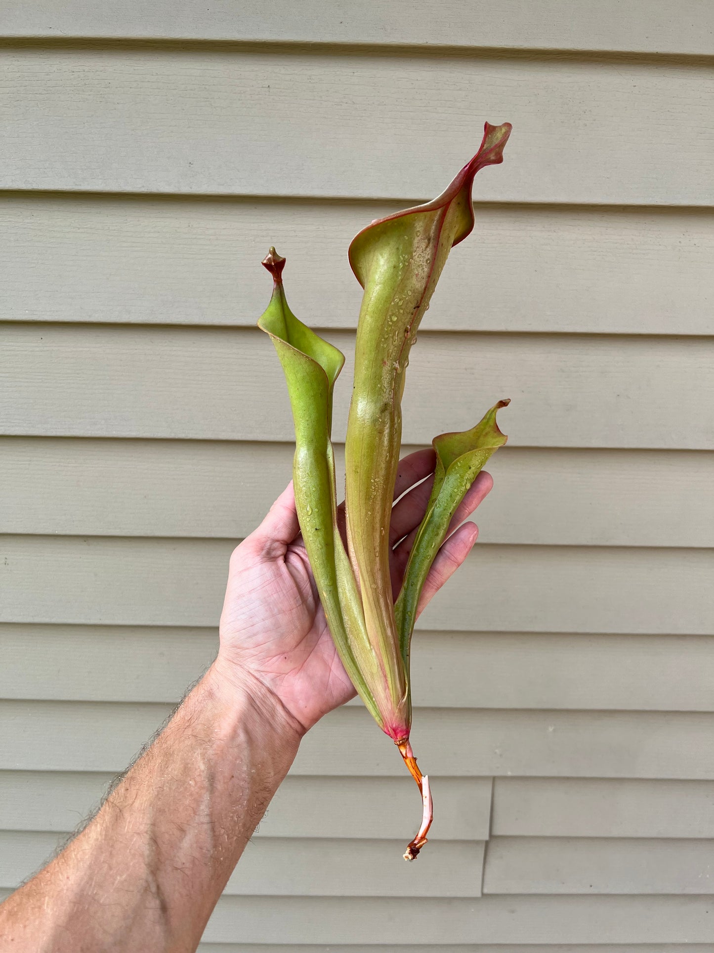 Heliamphora “Godzilla” - Fresh Division (A)